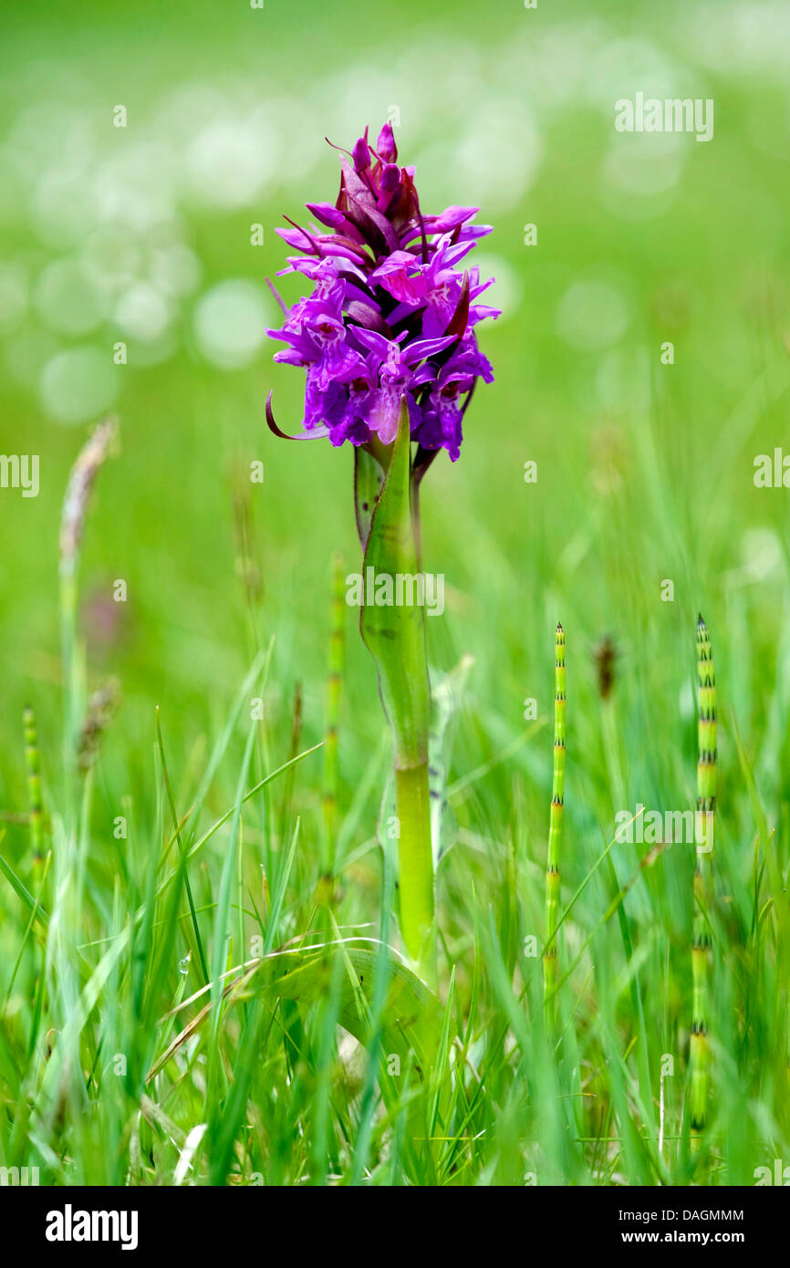 heath spotted orchid (Dactylorhiza maculata s.l.), blooming, Germany Stock Photo