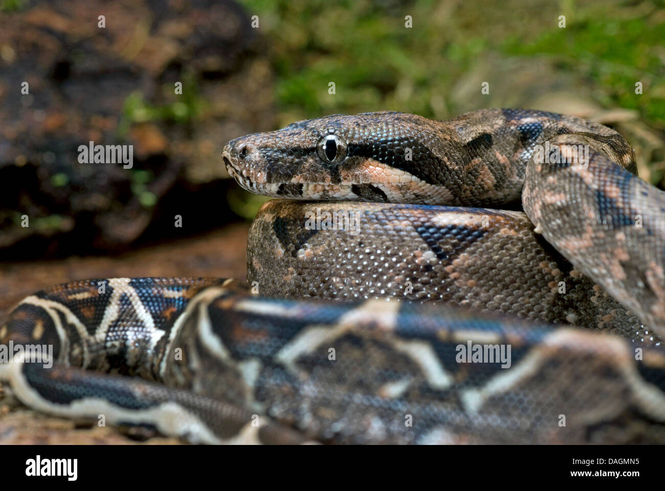 Red-tailed Boa (Boa constrictor constrictor), rolled-up Stock Photo