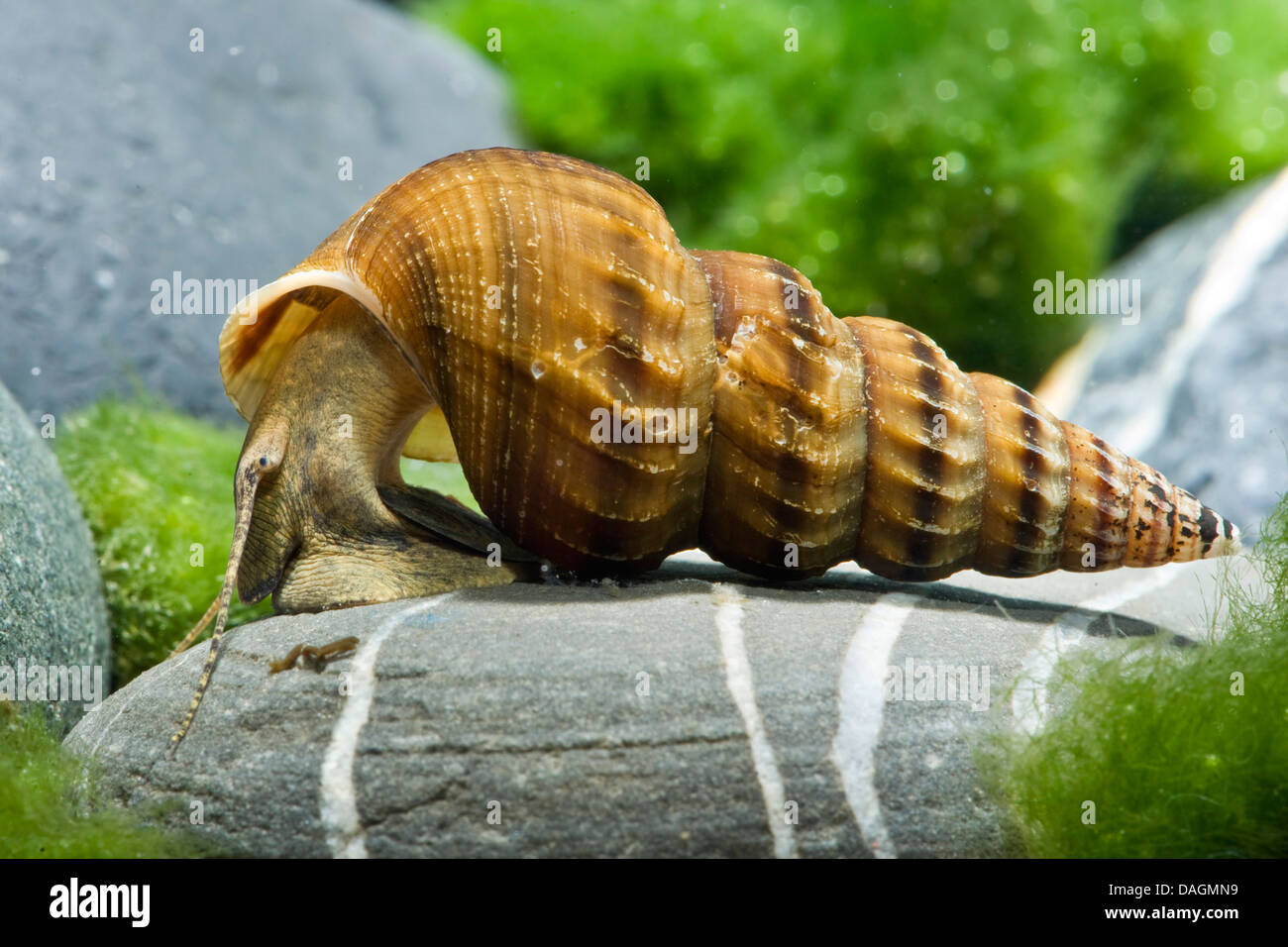 Giant tower cap snail (Brotia herculea), creeping on a stone Stock Photo