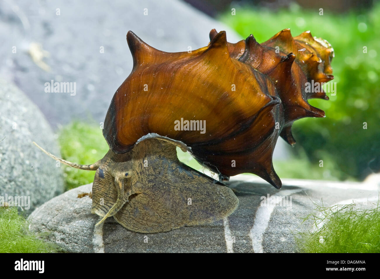 Pagoda snail (Brotia pagodula), kreeping on a stone Stock Photo