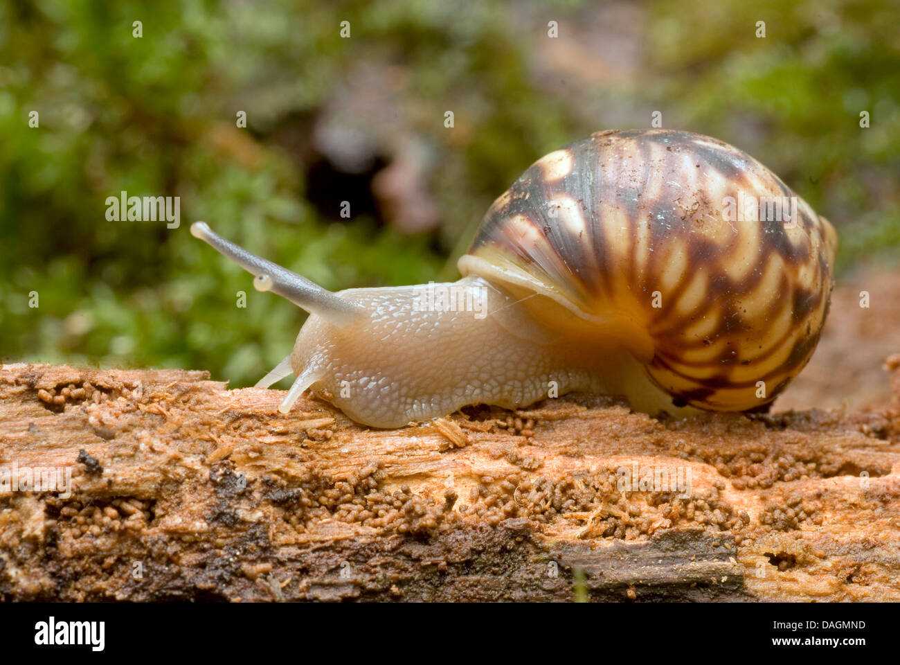Bulimulus snail (Bulimulus spec.), creeping over deadwood Stock Photo