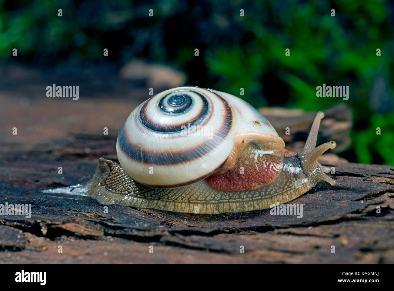 Tree snail (Caracolus sagemon), creeping over bark Stock Photo Alamy
