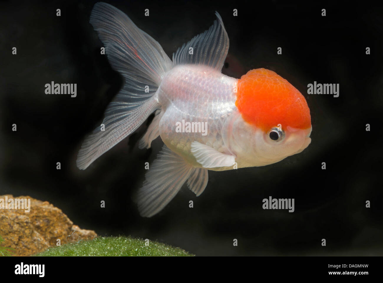 goldfish, common carp (Carassius auratus), lionhead-Rotkaeppchen Stock Photo