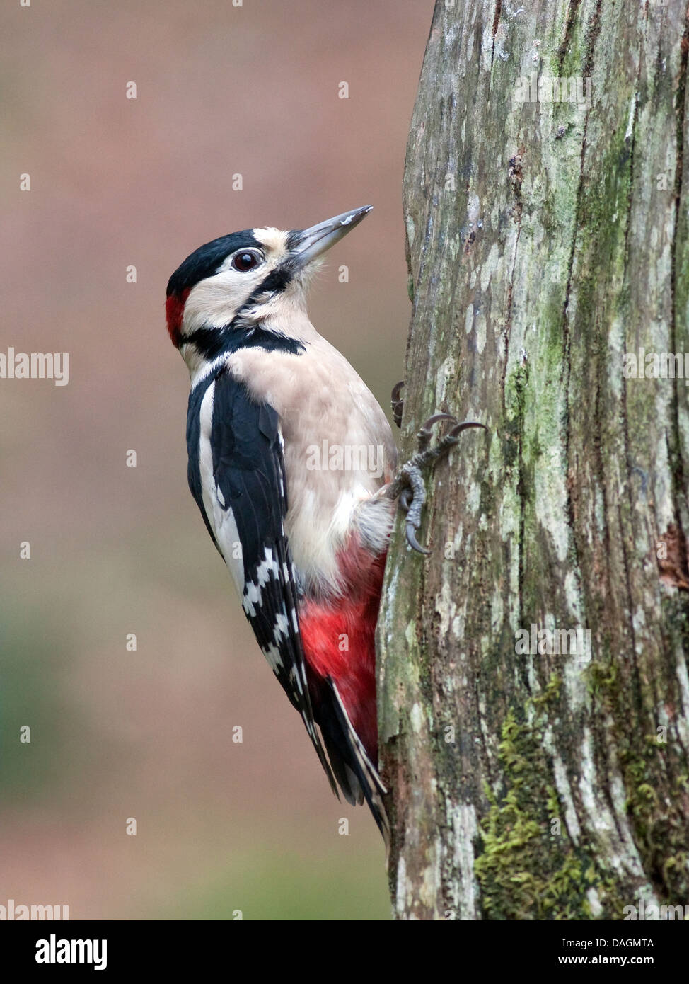 Woodpecker claws hi-res stock photography and images - Alamy