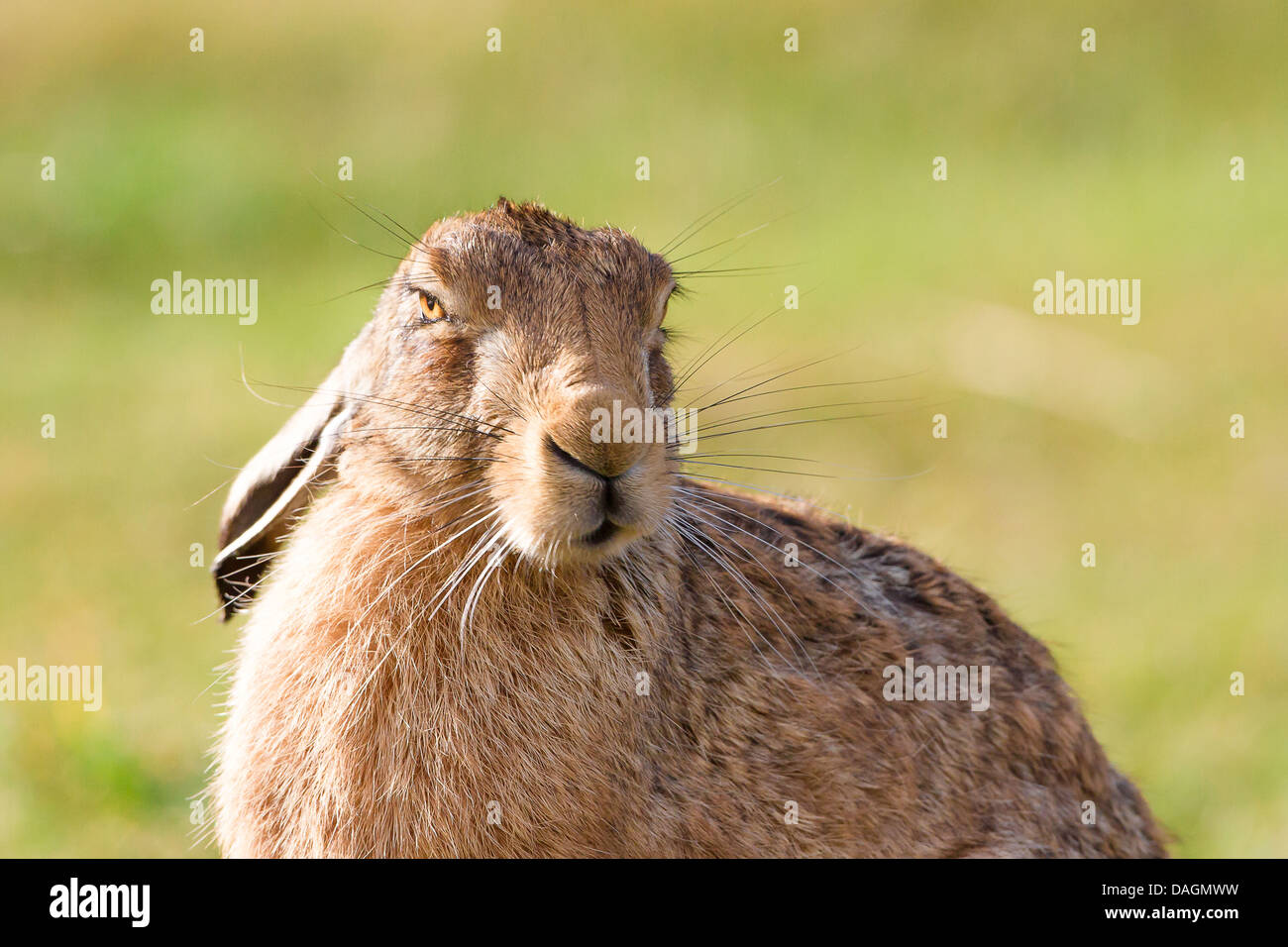 Brown hare with ears down Stock Photo