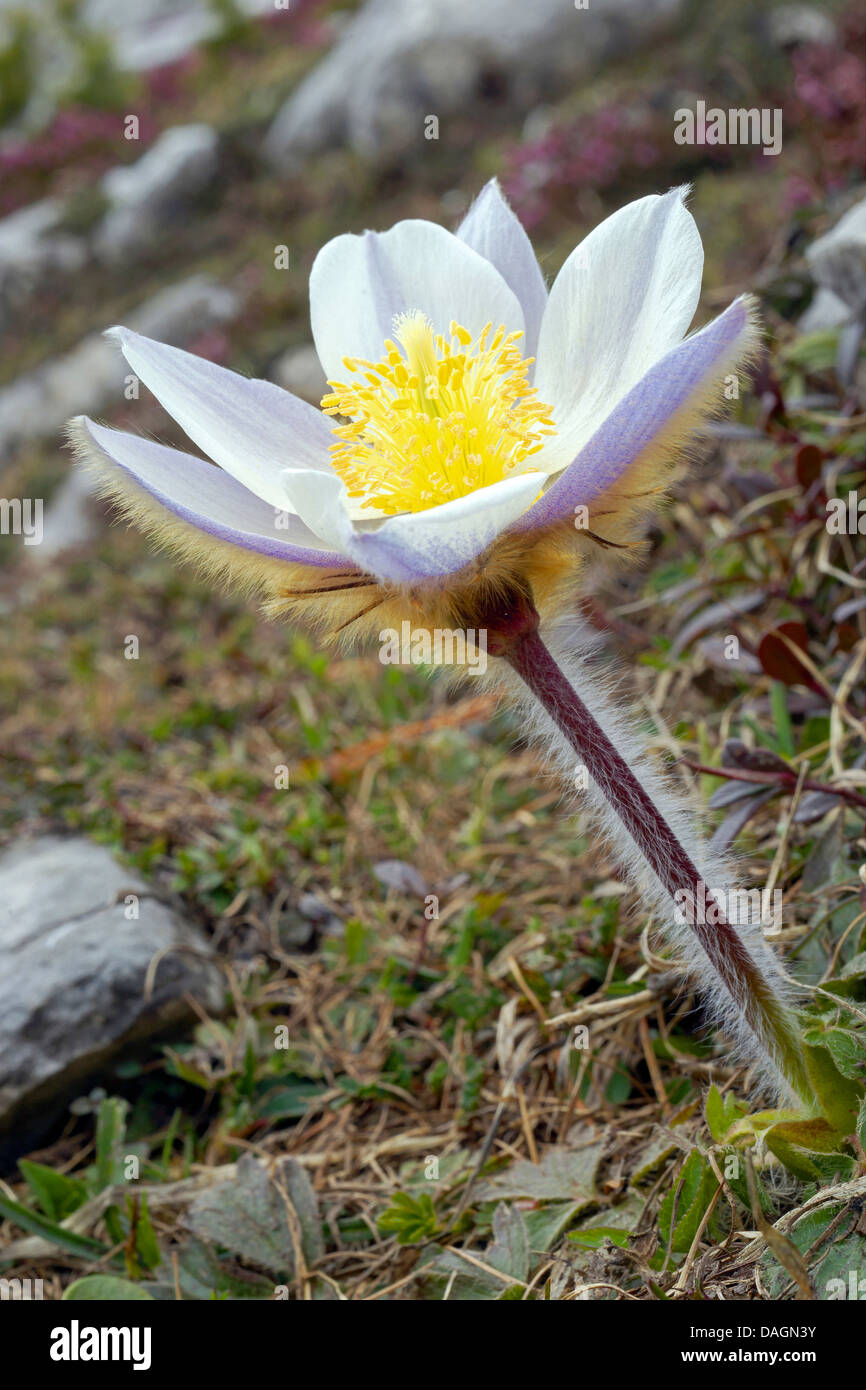 spring anemone, pasque flower (Pulsatilla vernalis), flower, Italy, South Tyrol, Dolomites, Fanes National Park Stock Photo