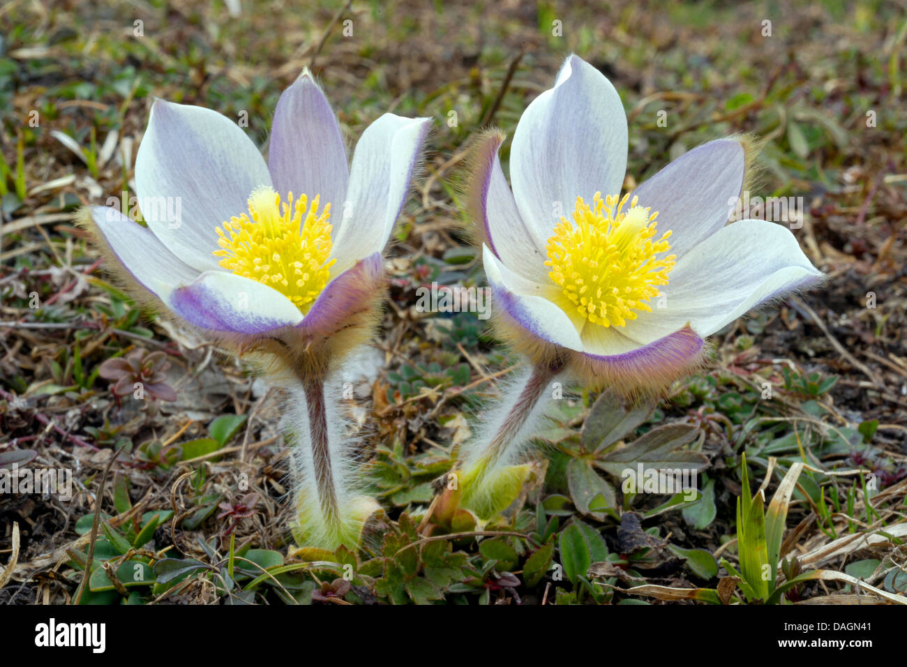 spring anemone, pasque flower (Pulsatilla vernalis), flowers, Italy, South Tyrol, Dolomites, Fanes National Park Stock Photo