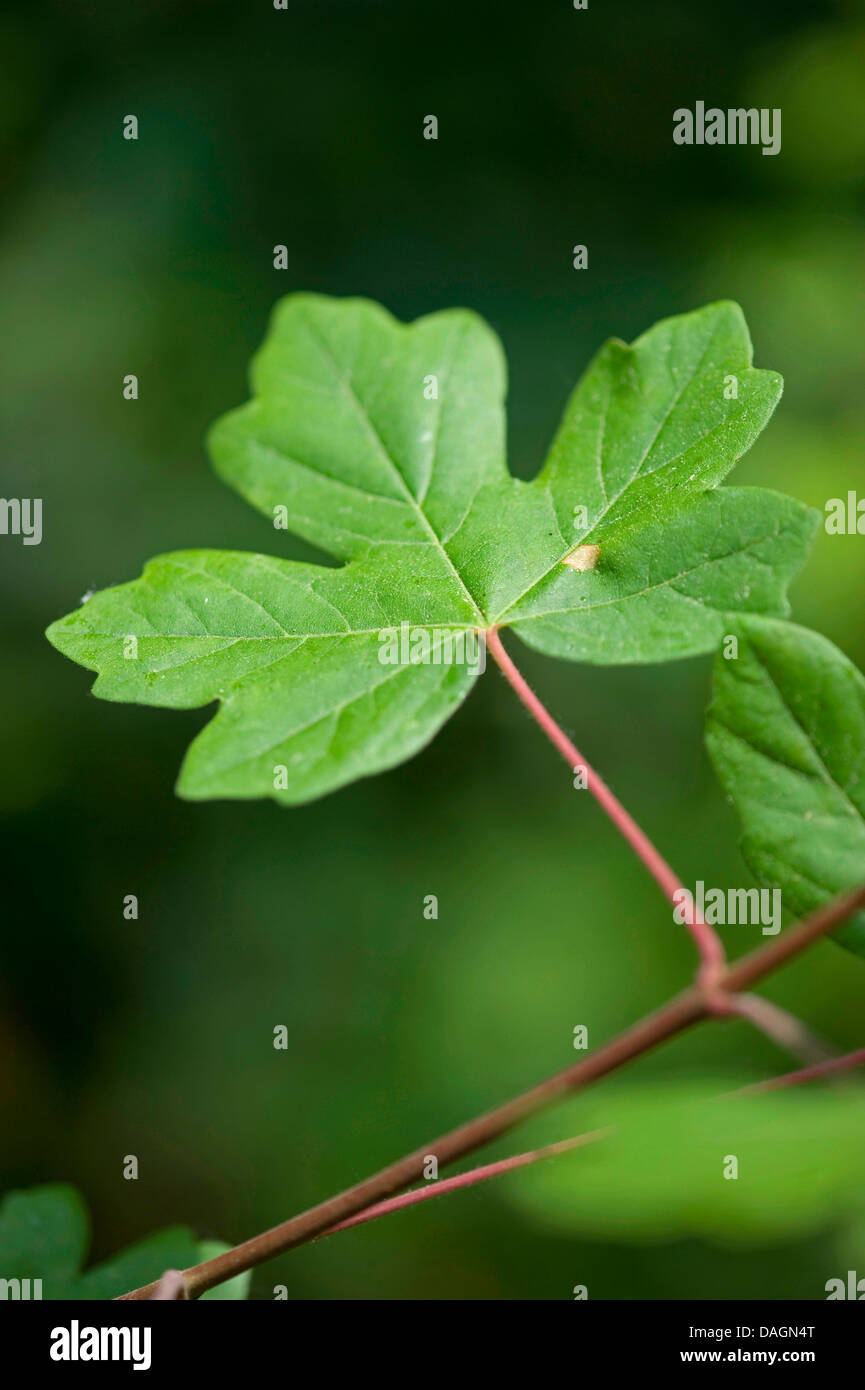 field-maple-common-maple-acer-campestre-leaf-on-a-branch-germany