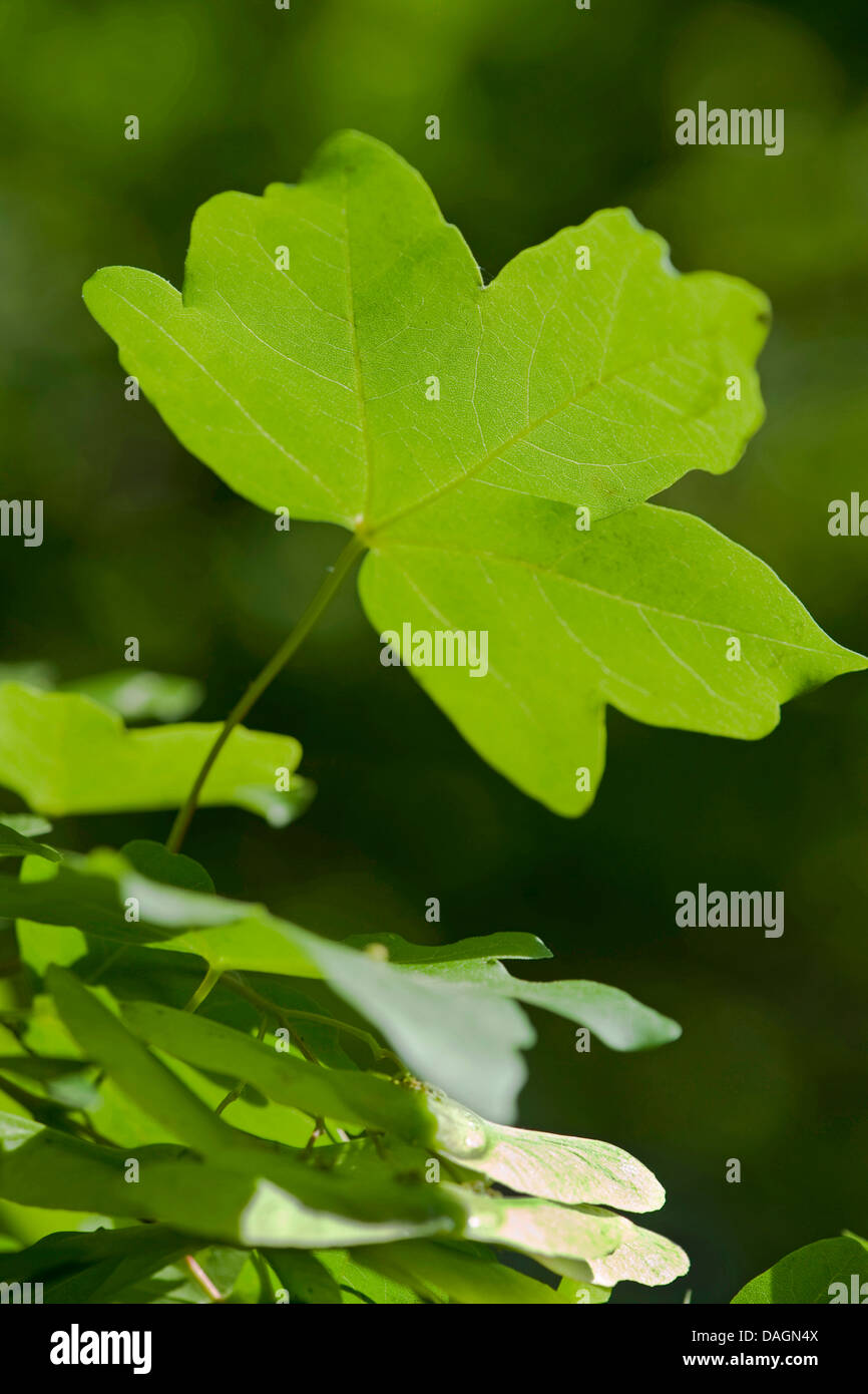 field maple, common maple (Acer campestre), leaf on a branch in ...