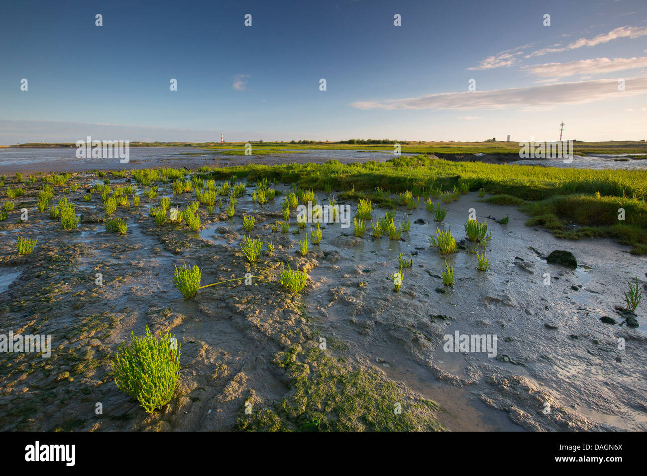 salz marsh in the IJzermonding nature reserve, Belgium, Nieuwpoort Stock Photo