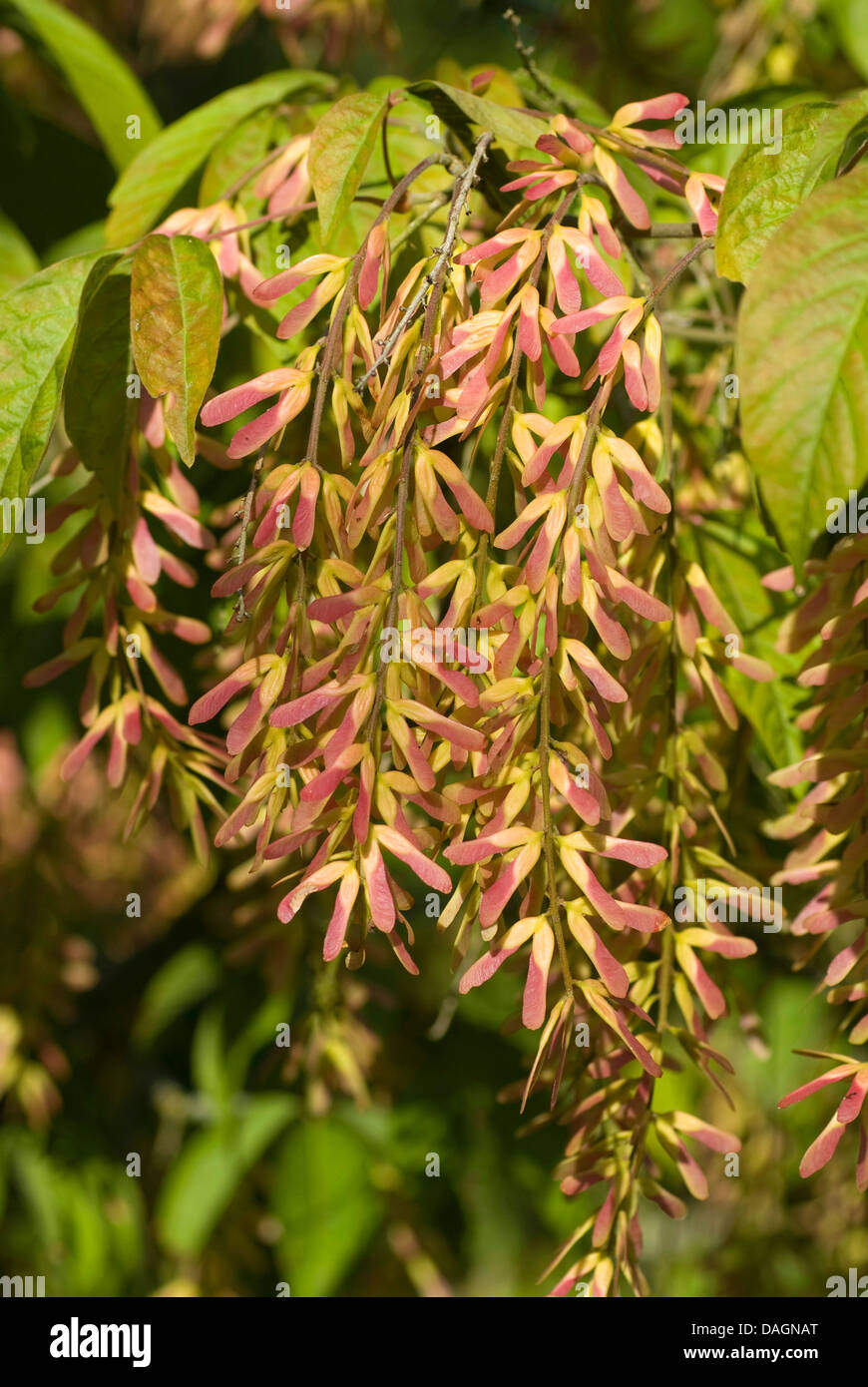 Henry's Maple (Acer henryi), young infructescences Stock Photo