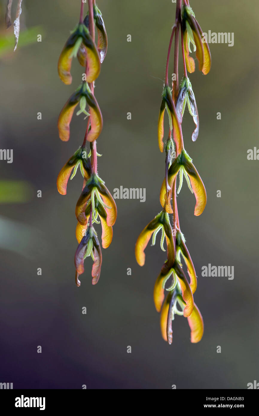 ashleaf maple, box elder (Acer negundo), hanging infructescences, Germany Stock Photo