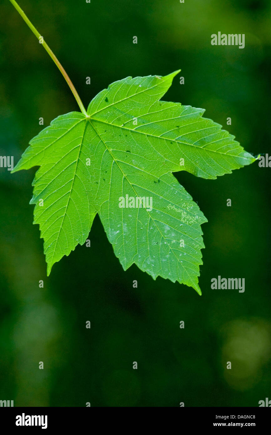 sycamore maple, great maple (Acer pseudoplatanus), leaf on a tree, Germany Stock Photo