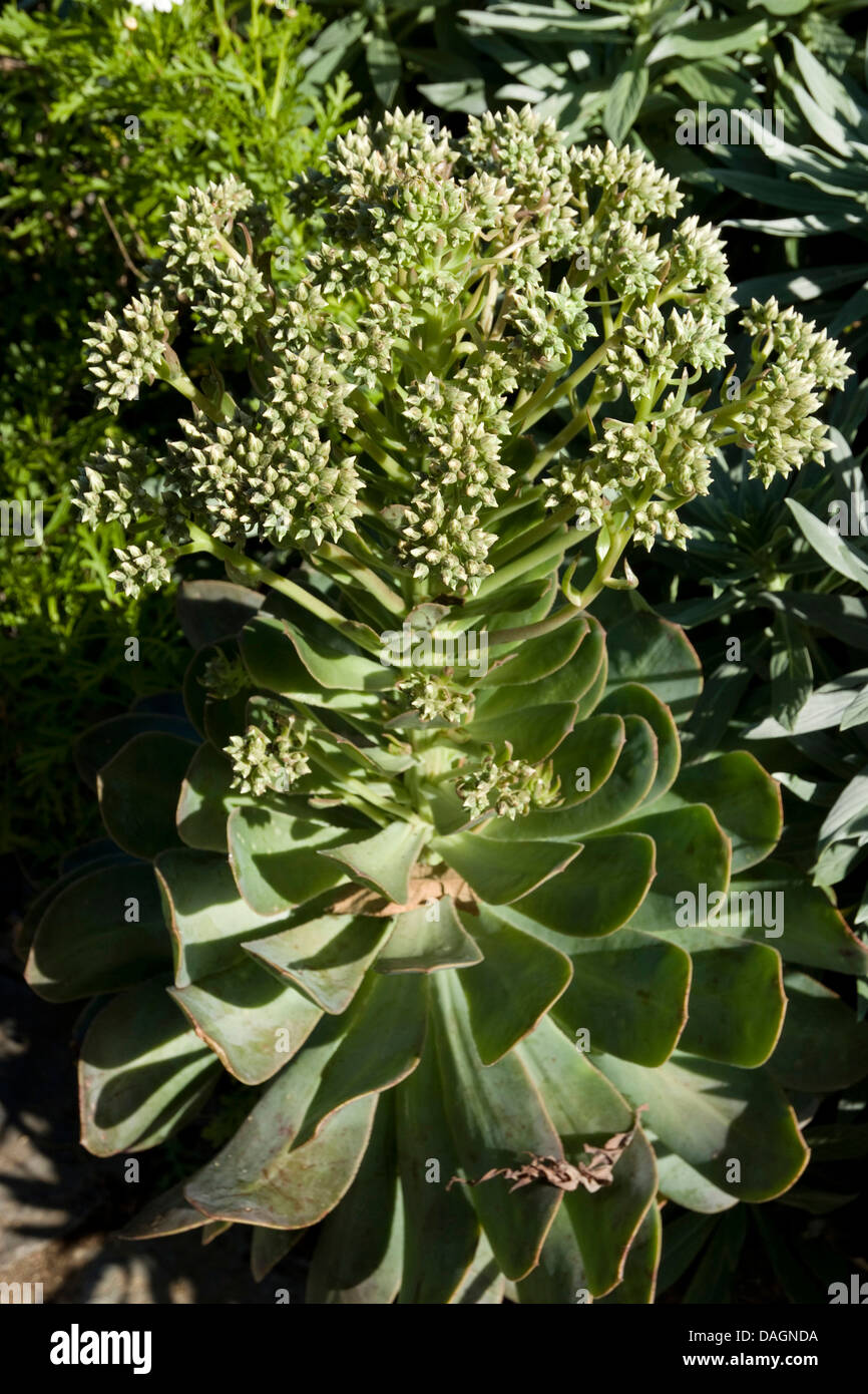 Aeonium (Aeonium hierrense), in bud, Canary Islands, El Hierro Stock Photo