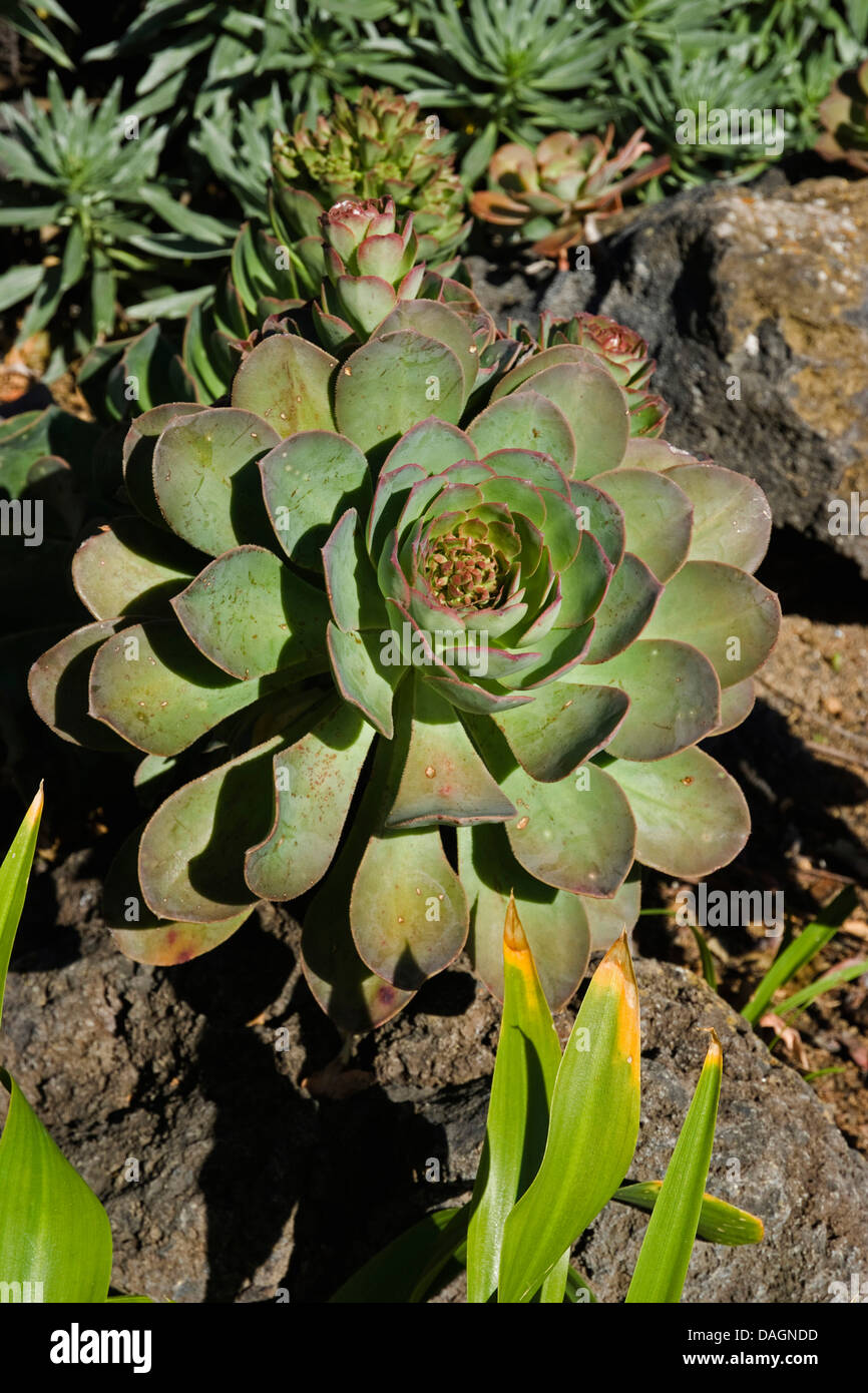 Aeonium (Aeonium hierrense), Canary Islands, El Hierro Stock Photo