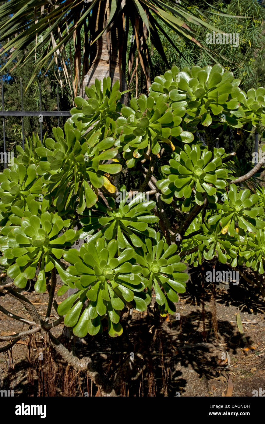 Aeonium (Aeonium manriqueorum), Canary Islands, Gran Canaria Stock Photo