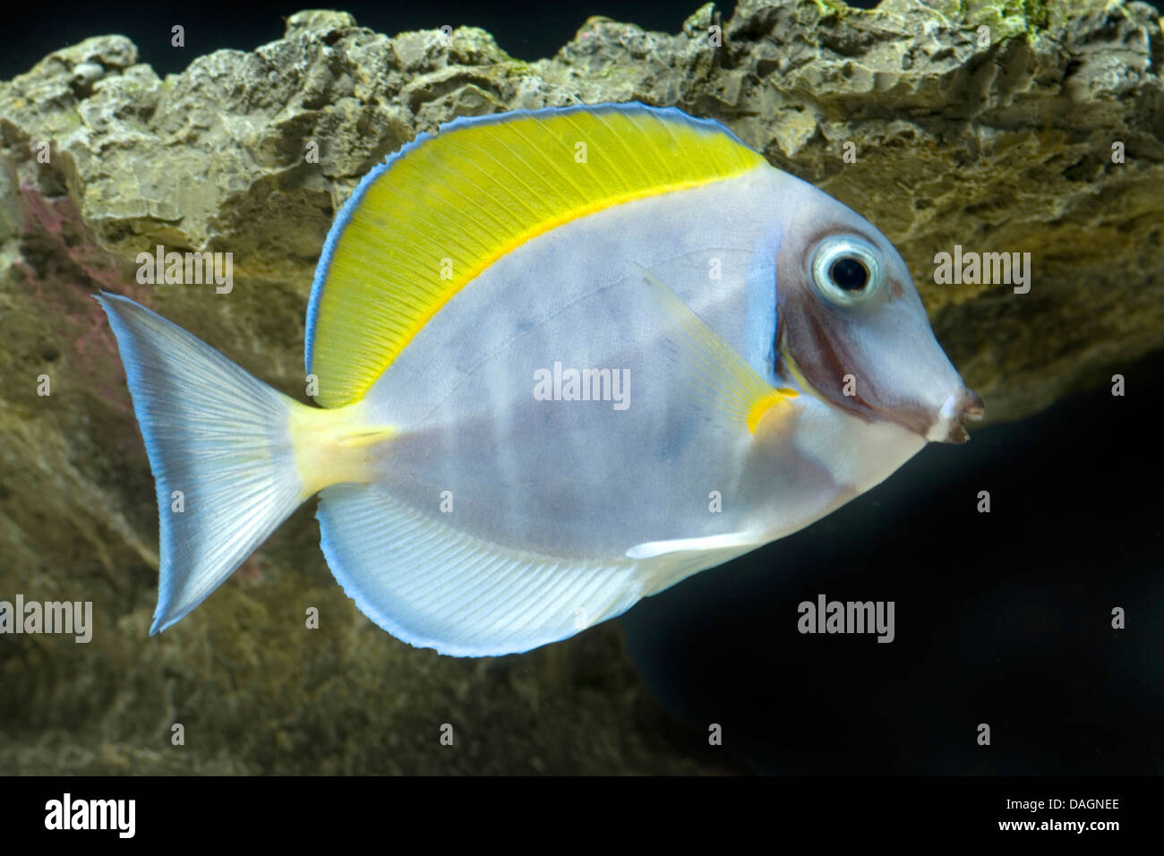 Powderblue surgeonfish (Acanthurus leucosternon) Stock Photo