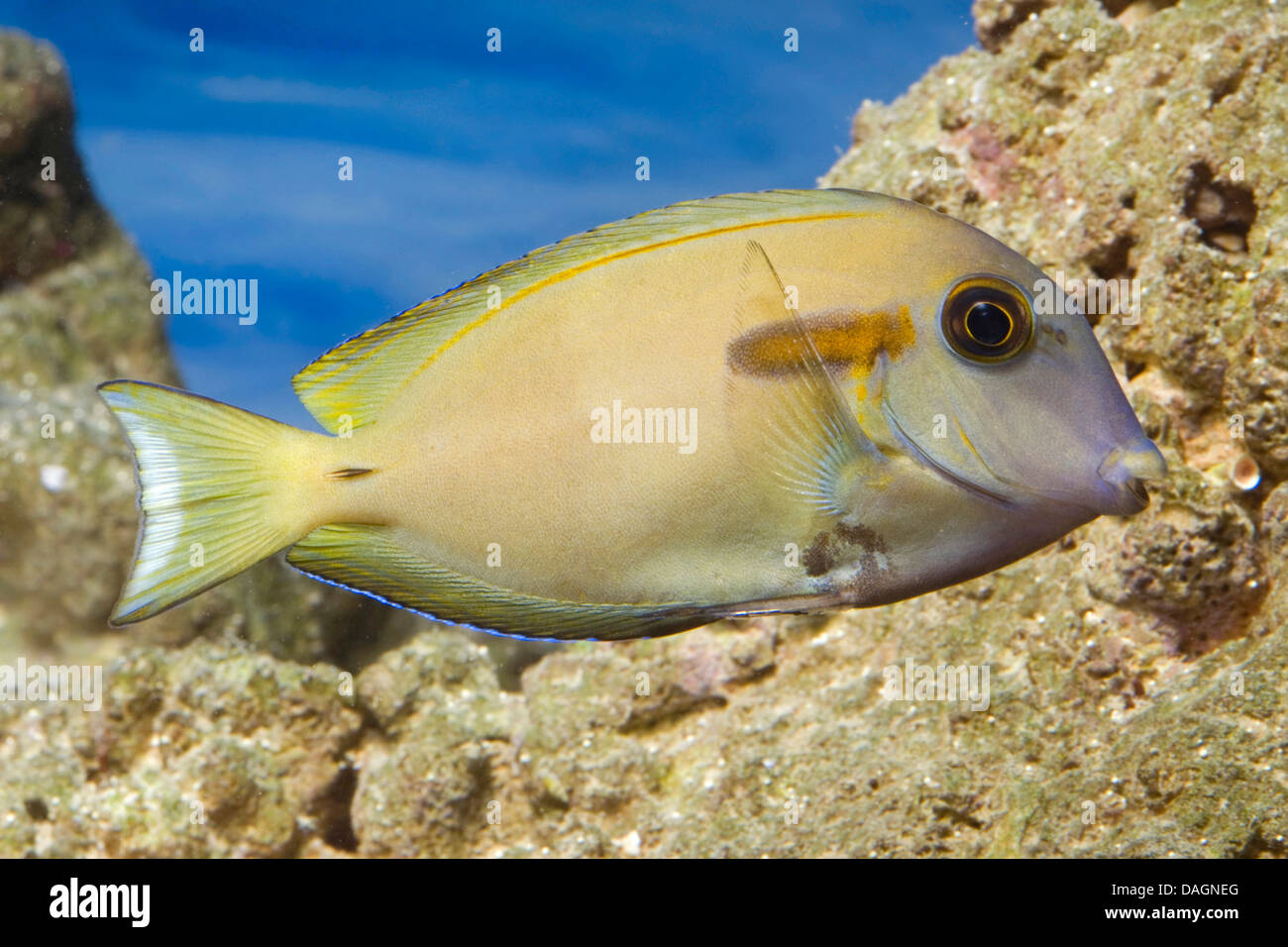 olive surgeonfish, orangespot surgeonfish (Acanthurus olivaceus), swimming Stock Photo