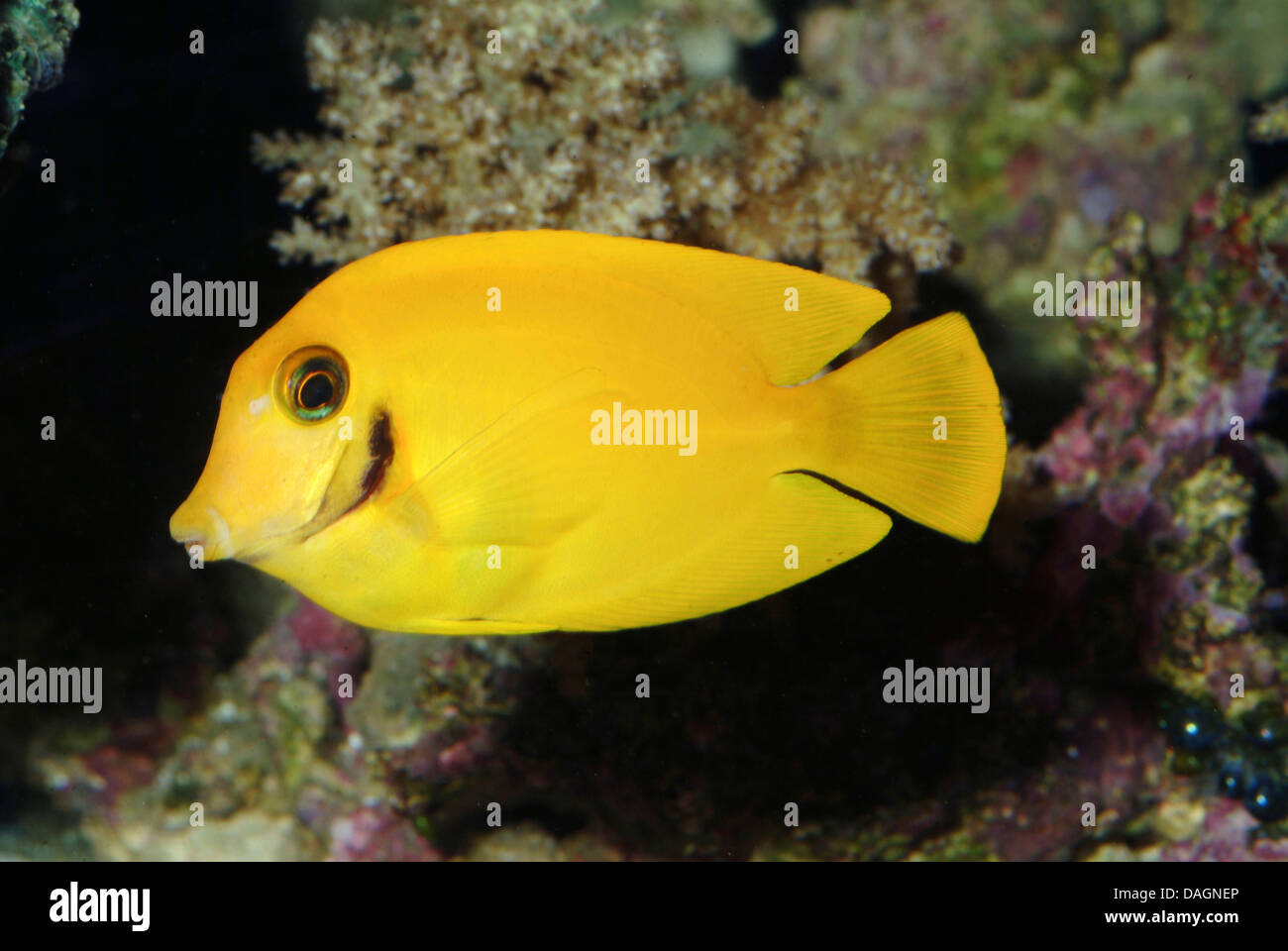 chocolate surgeonfish (Acanthurus pyroferus), swimming Stock Photo
