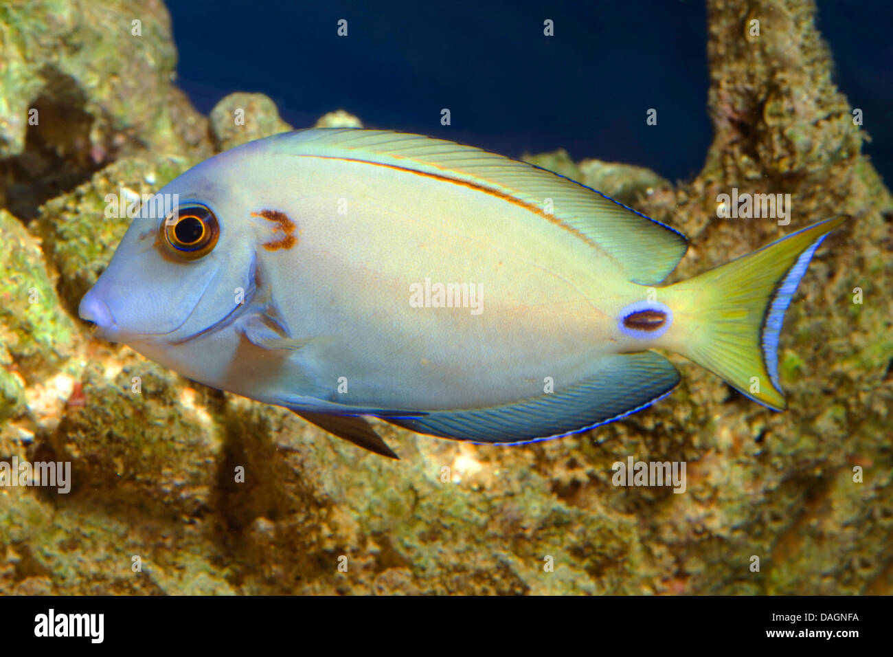 Doubleband surgeonfish (Acanthurus tennenti), swimming Stock Photo