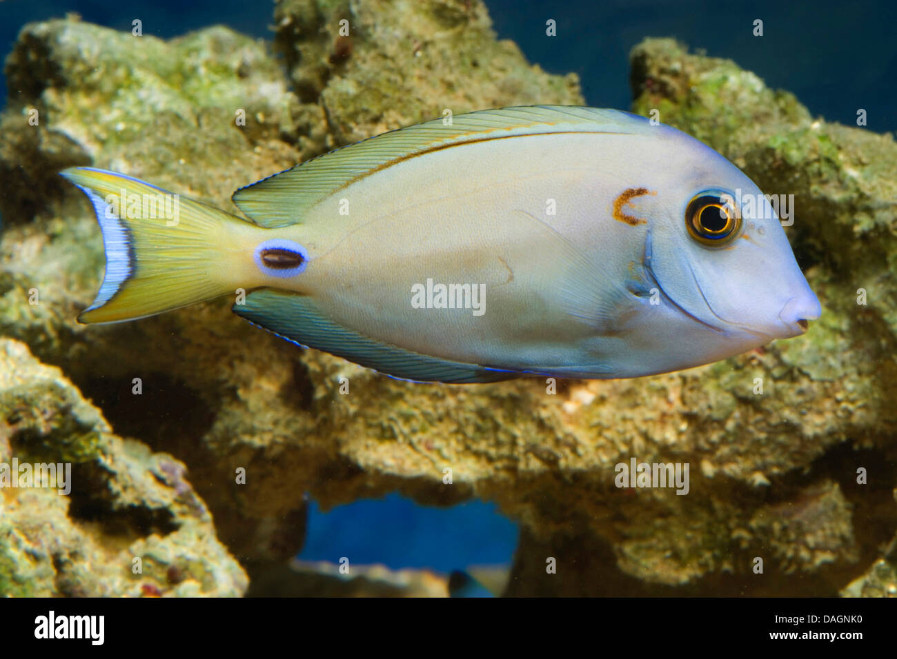 Doubleband surgeonfish (Acanthurus tennenti), swimming Stock Photo