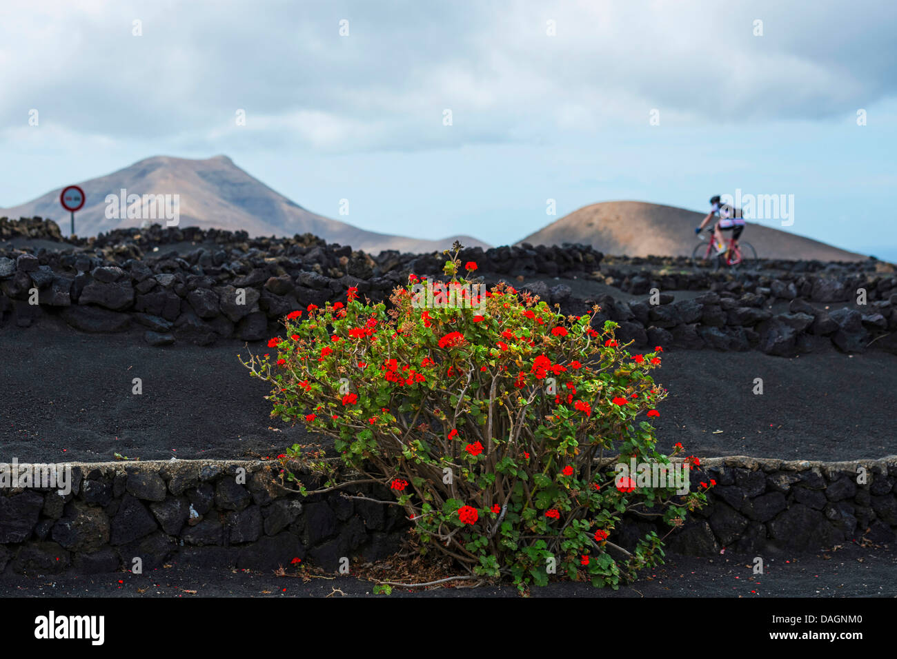 geranium (Pelargonium spec.), growing at a low volcanic rock wall in the wine-growing area La Geria, Canary Islands, Lanzarote Stock Photo