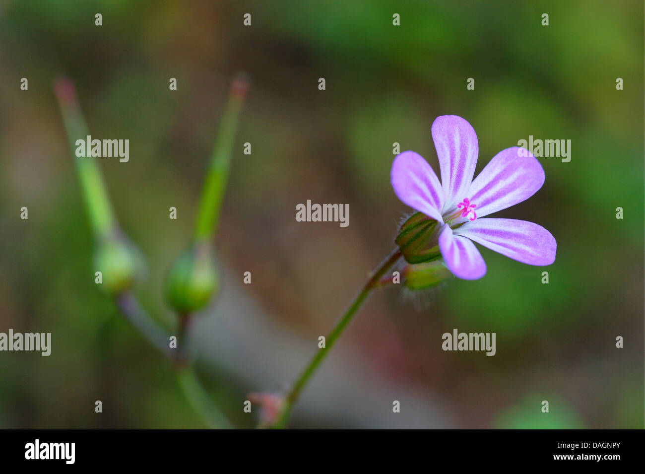 Herb Robert, Red Robin, Death come quickly, Robert Geranium (Geranium robertianum, Robertiella