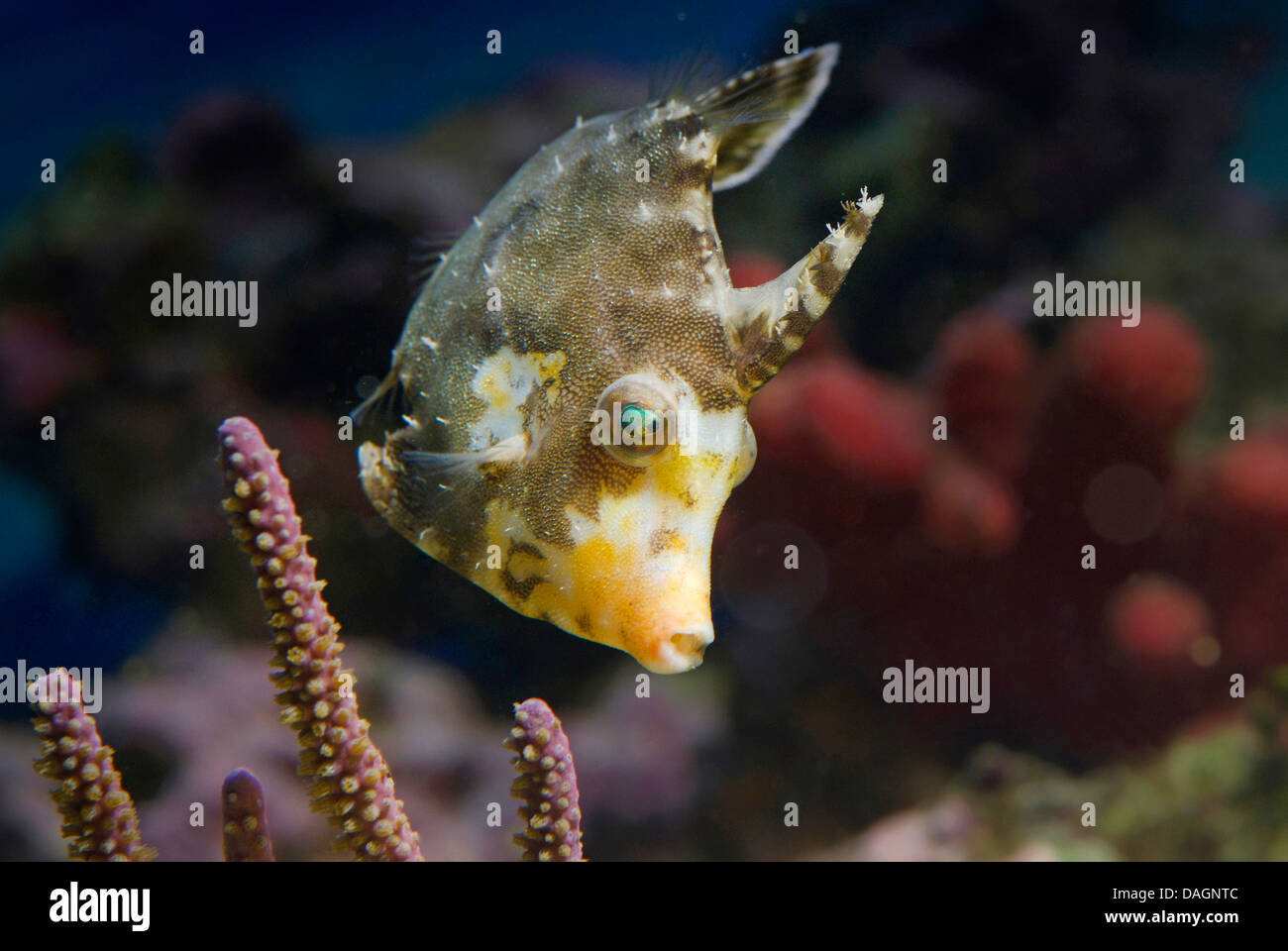 Bristle-tail file-fish (Acreichthys tomentosus), swimming Stock Photo