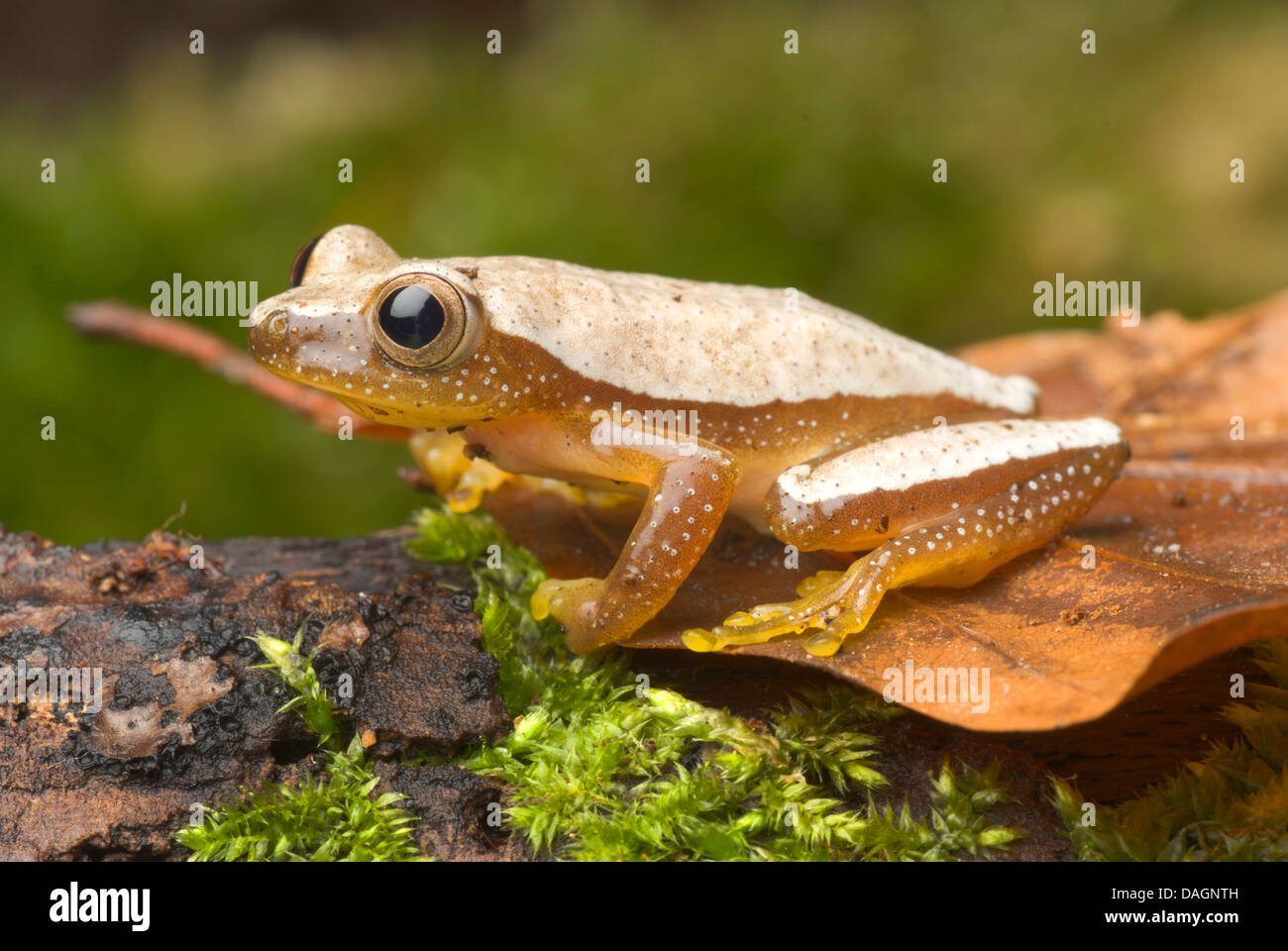 Fornasini's Spiny Reed Frog (Afrixalus fornasini), on mossy bark Stock Photo