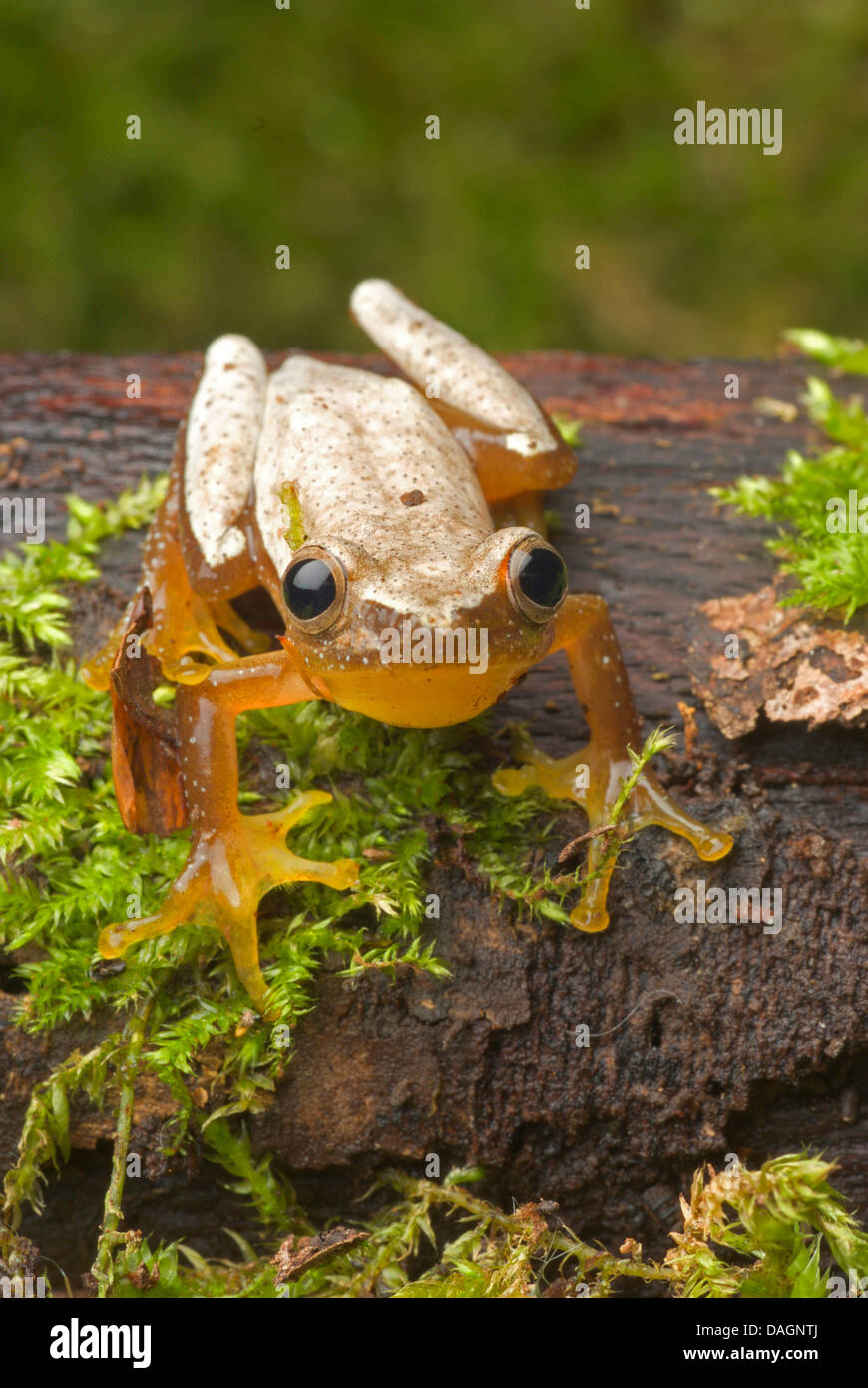 Fornasini's Spiny Reed Frog (Afrixalus fornasini), on mossy bark Stock Photo