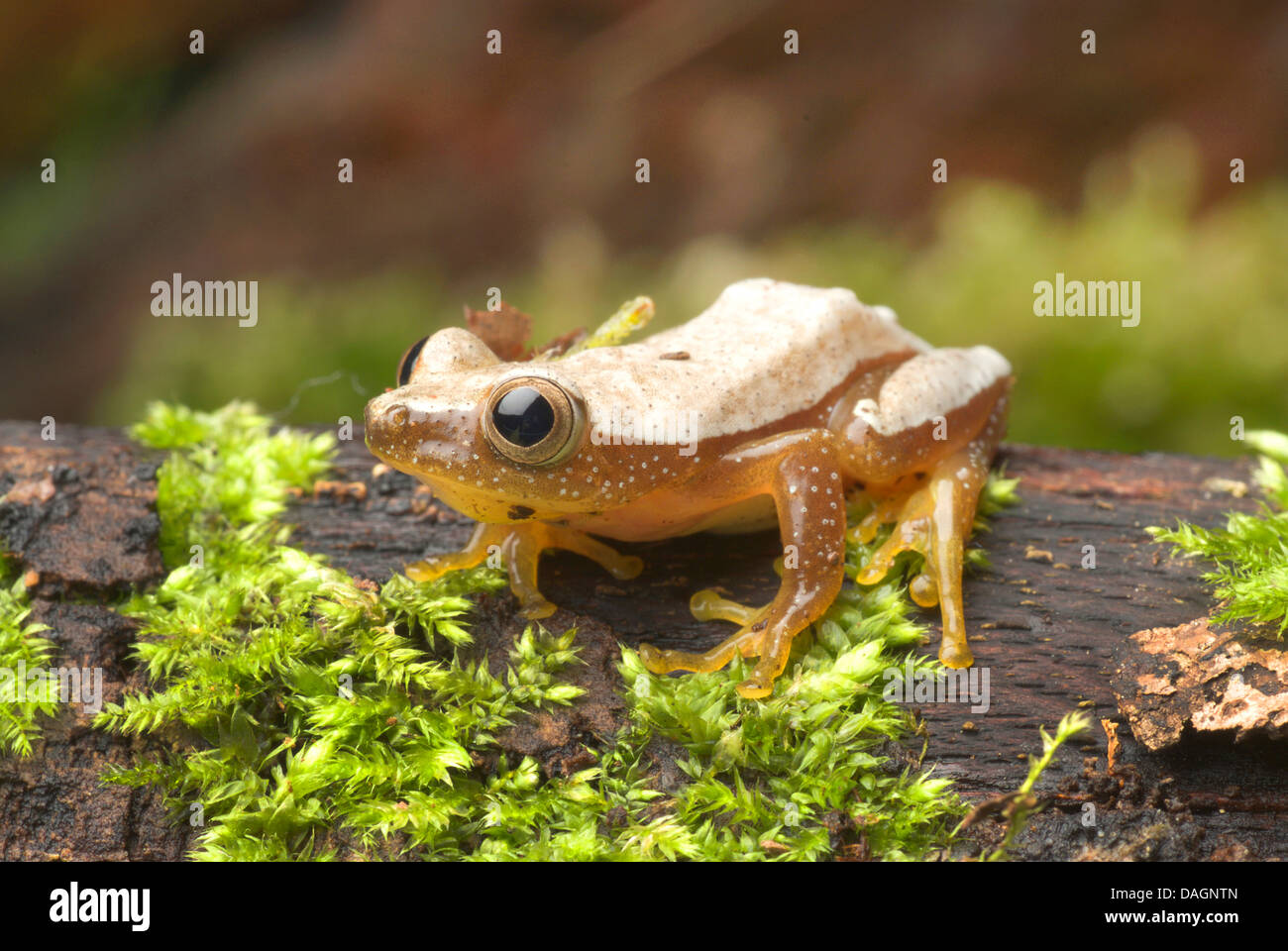 Fornasini's Spiny Reed Frog (Afrixalus fornasini), imago on mossy bark Stock Photo