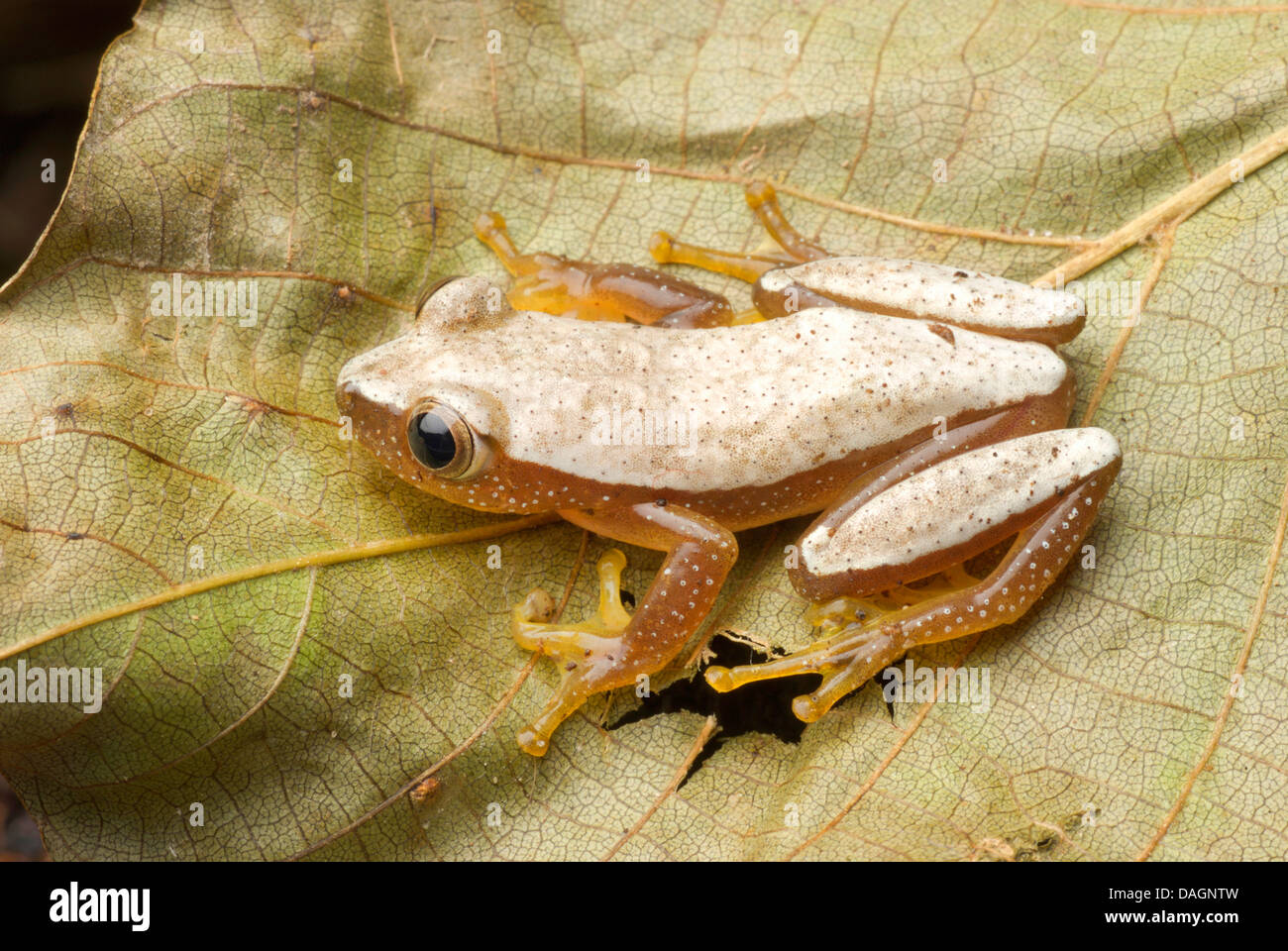 Fornasini's Spiny Reed Frog (Afrixalus fornasini), on a leaf Stock Photo
