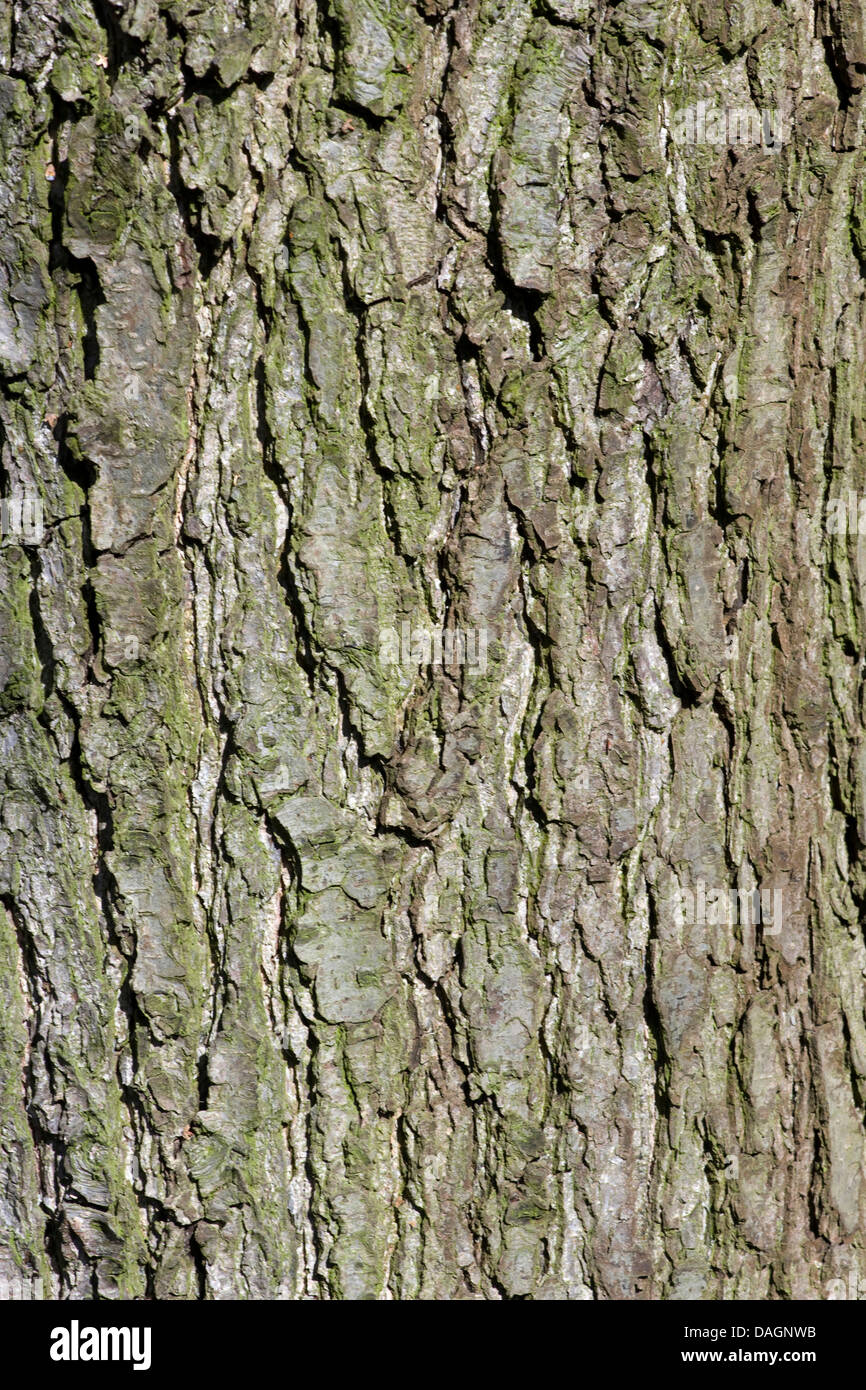 common alder, black alder, European alder (Alnus glutinosa), bark, Germany Stock Photo