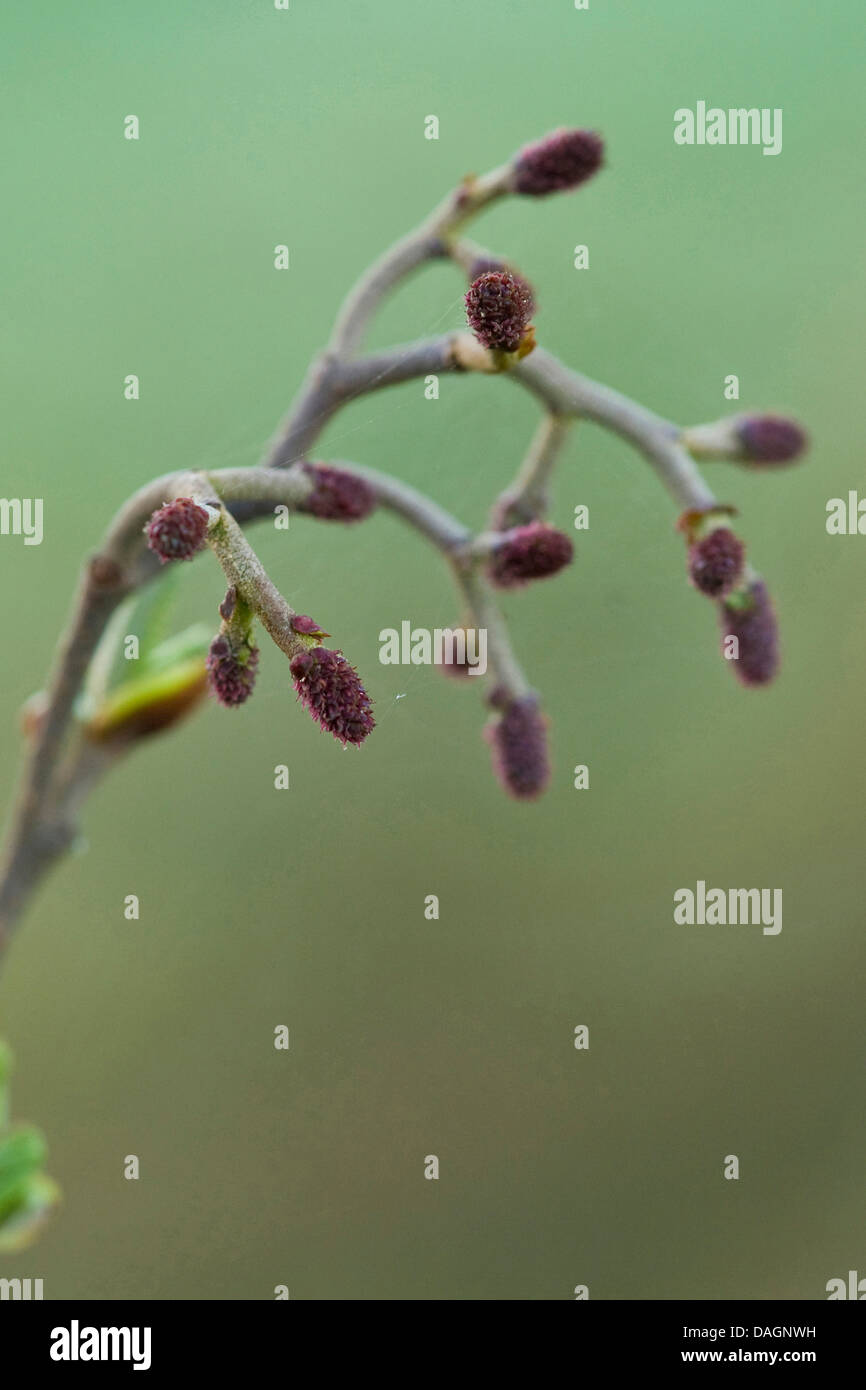 common alder, black alder, European alder (Alnus glutinosa), branch with female inflorescences Stock Photo