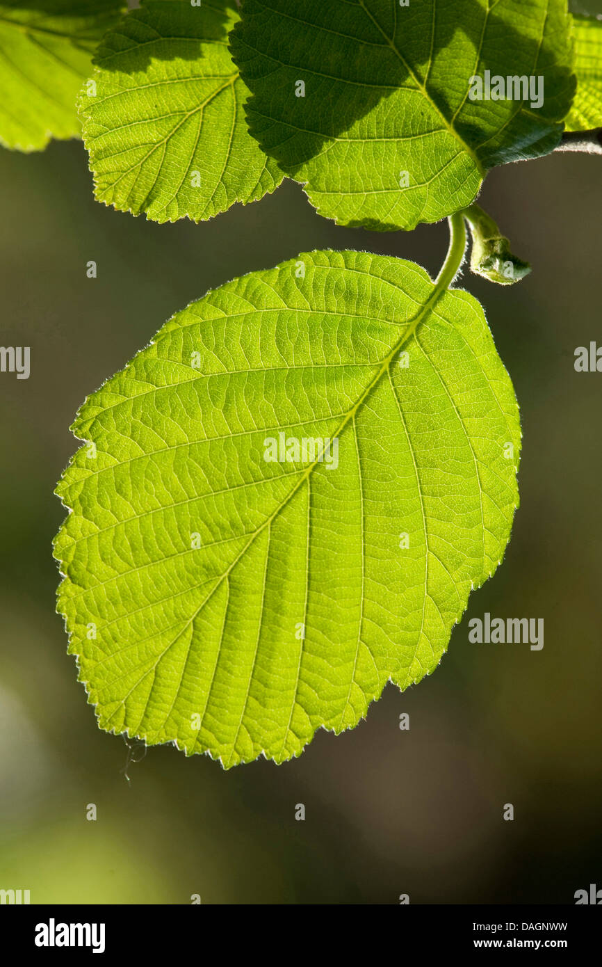grey alder, hoary alder, speckled alder (Alnus incana), leaf in backlight, Germany Stock Photo