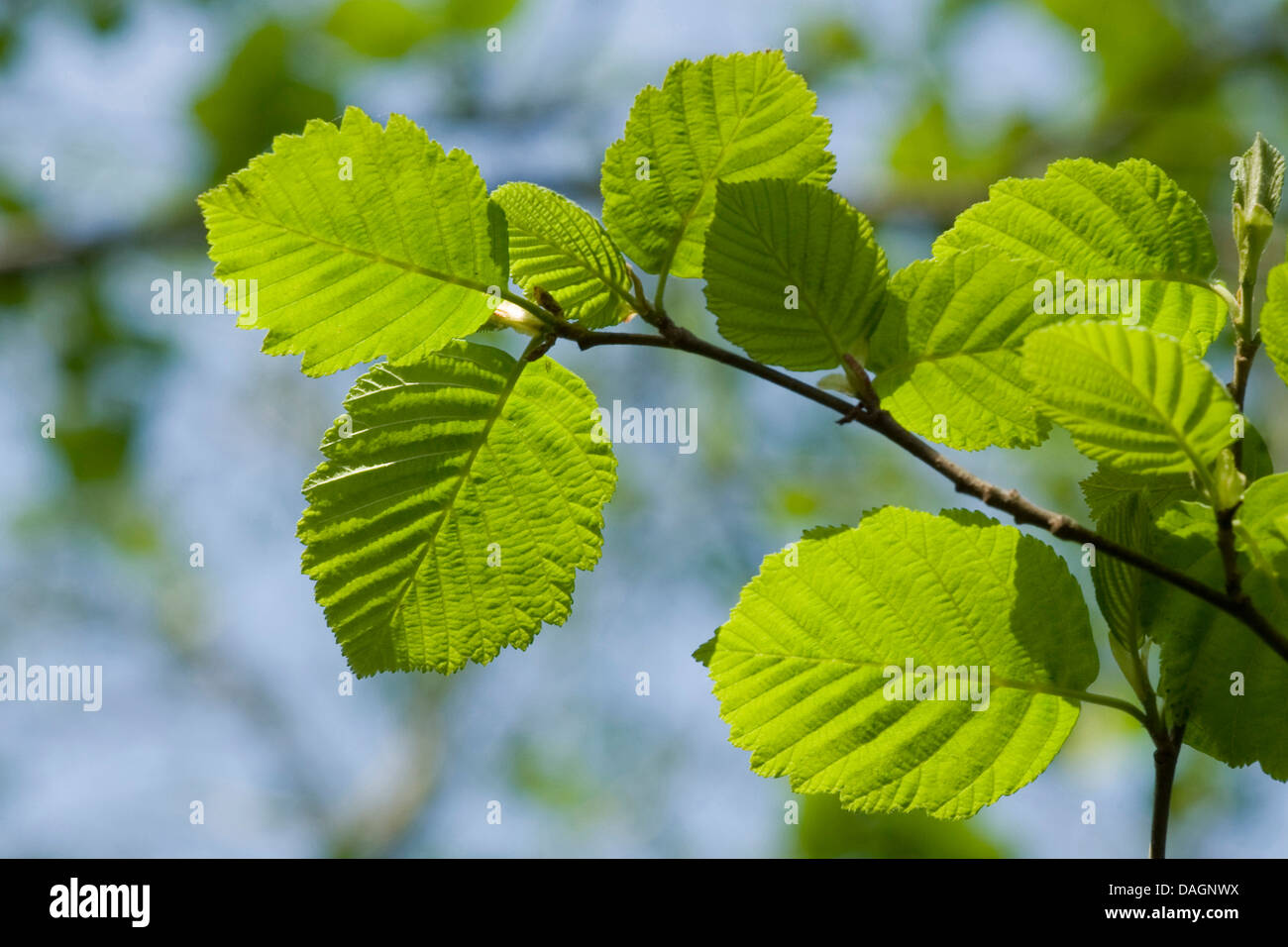 grey alder, hoary alder, speckled alder (Alnus incana), branch in backlight, Germany Stock Photo