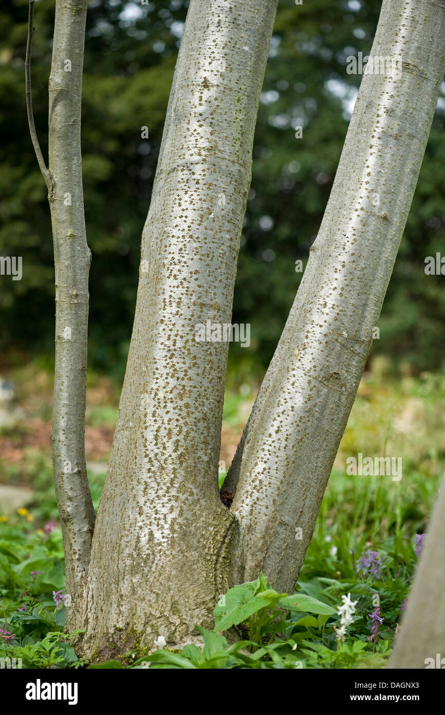 grey alder, hoary alder, speckled alder (Alnus incana), trunks, Germany Stock Photo
