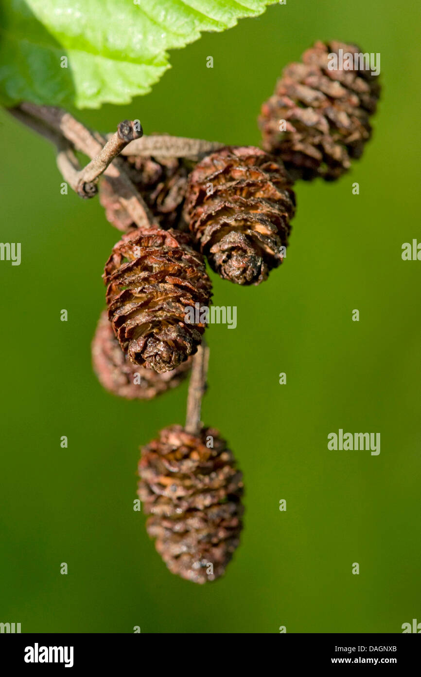grey alder, hoary alder, speckled alder (Alnus incana), cones, Germany Stock Photo