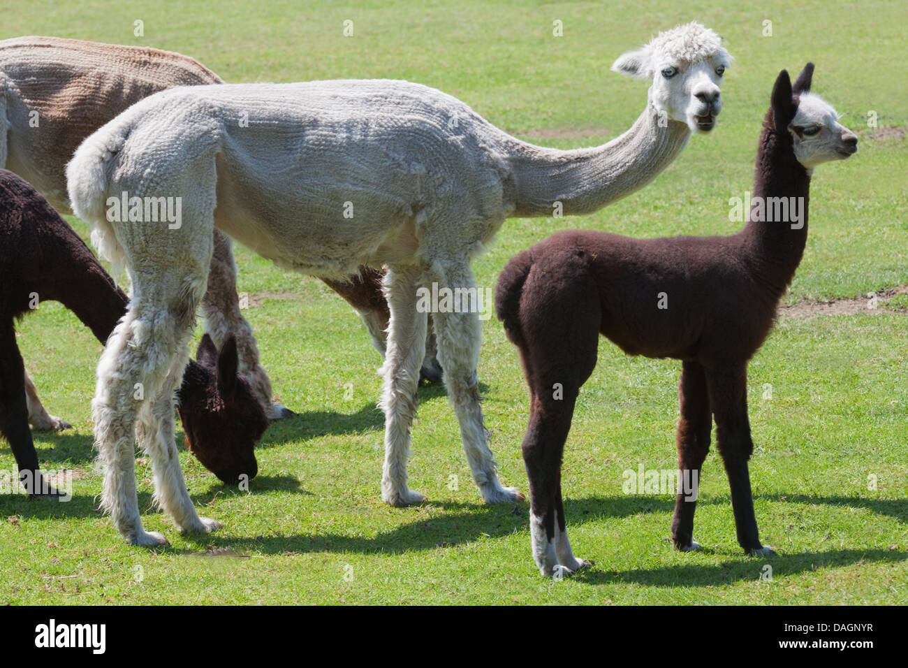 Alpaca (Vicugna pacos). Female after recent annual shearing, and young or cria. Stock Photo