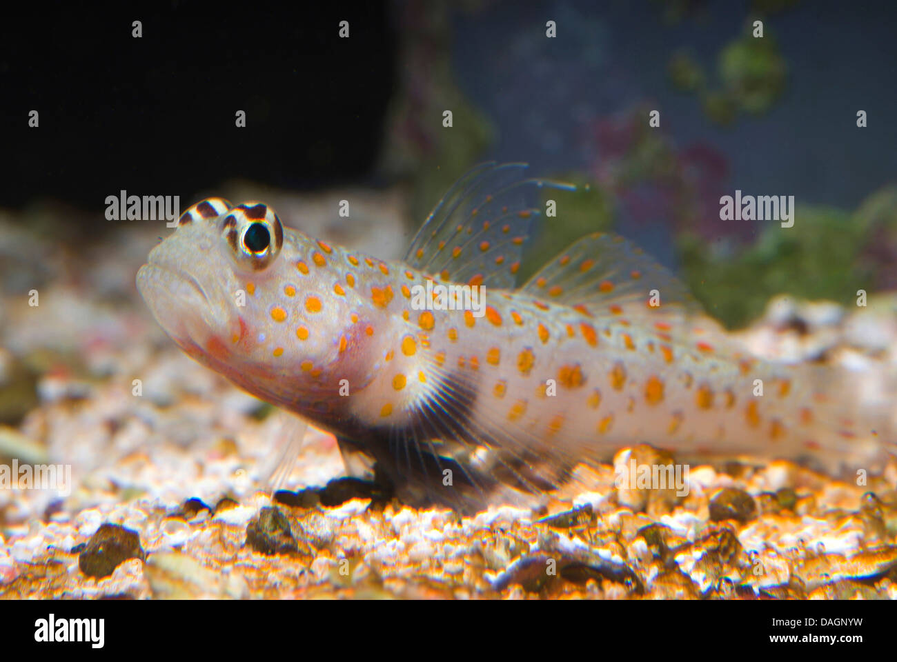 Spotted prawngoby (Amblyeleotris guttata), on sediment Stock Photo Alamy