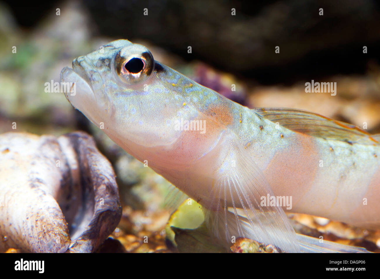 Magnus' prawn-goby (Amblyeleotris sungami), portrait Stock Photo