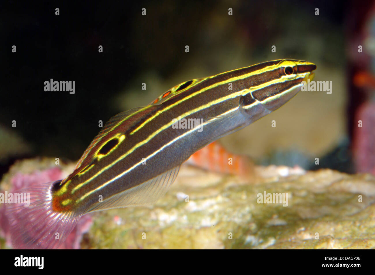 Hector's goby (Amblygobius hectori), swimming Stock Photo
