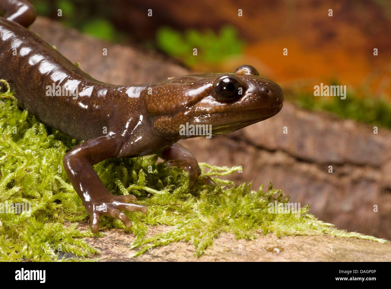 Northwestern salamander (Ambystoma gracile), portrait Stock Photo
