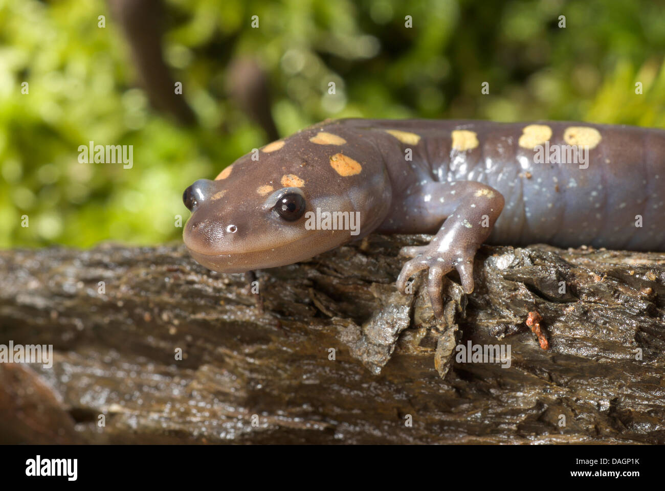 Spotted salamander (Ambystoma maculatum), portrait Stock Photo