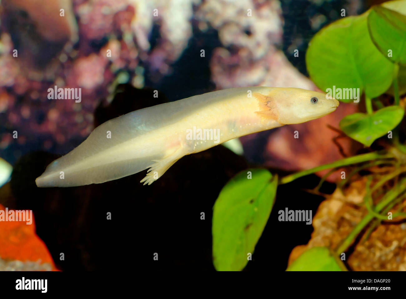 axolotl (Ambystoma mexicanum), swimming Stock Photo