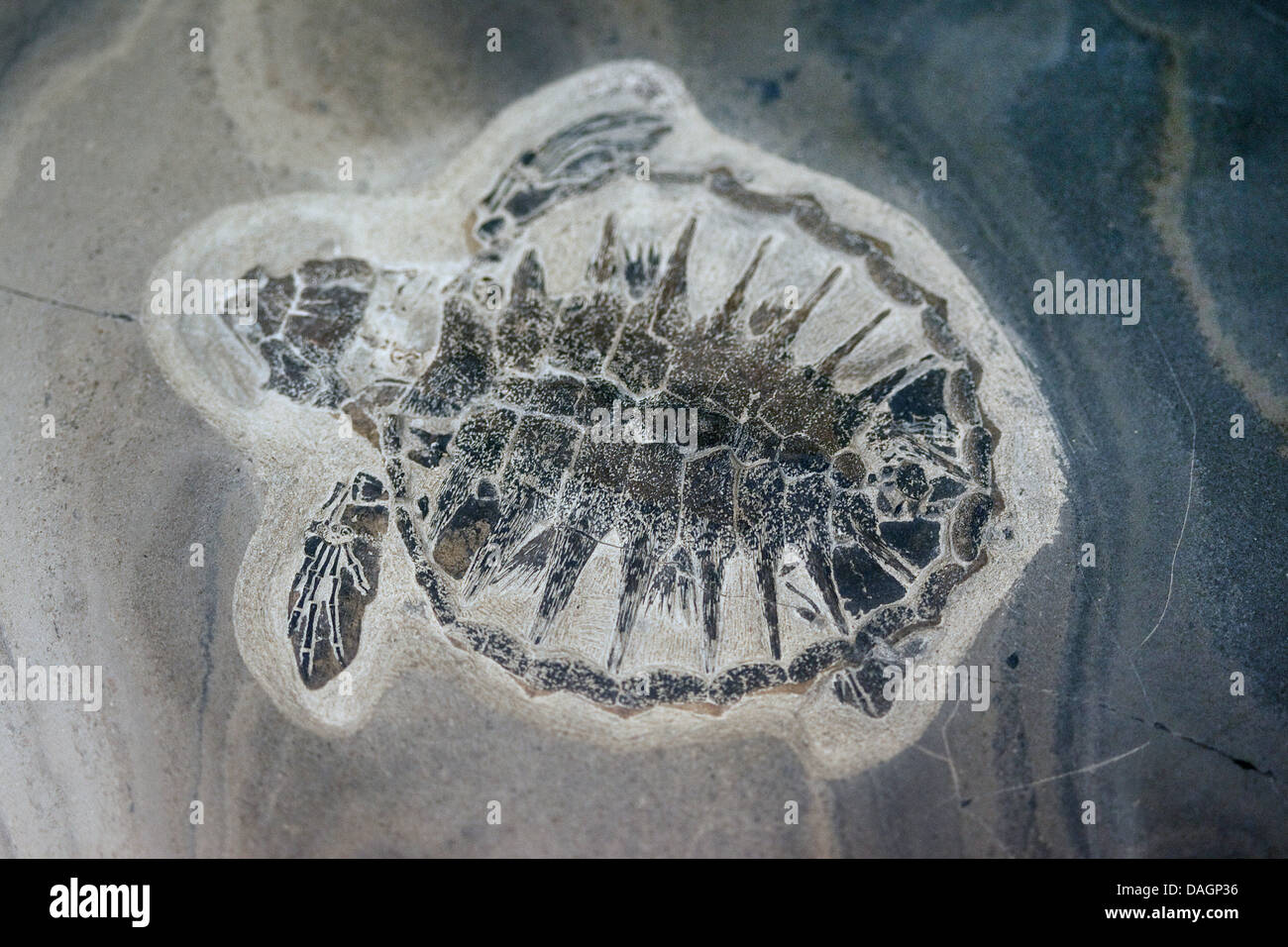 Eocene Turtle Shell Fossil turtle shell hi-res stock photography and images - Alamy