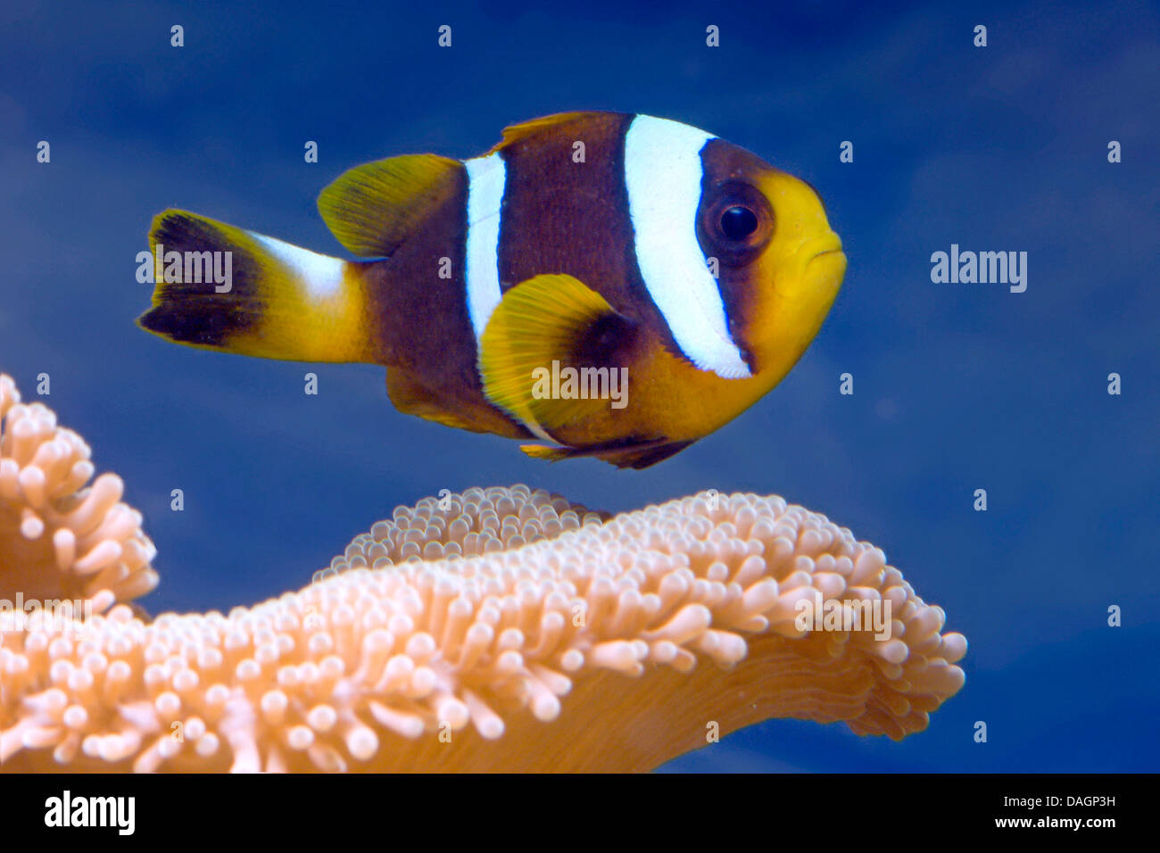 Mauritian anemonefish (Amphiprion chrysogaster), swimming above coral Stock Photo