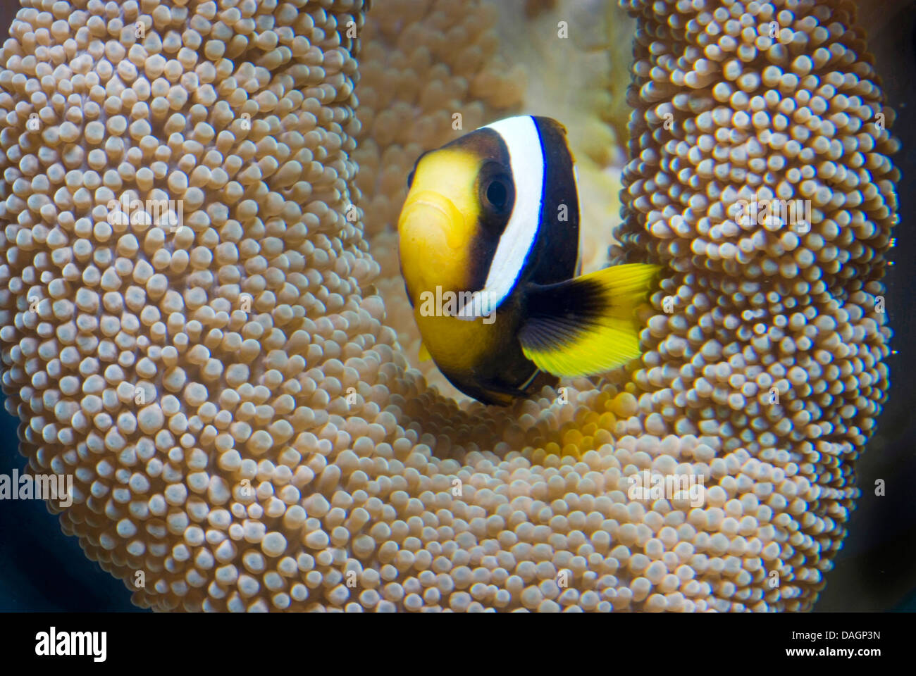 Mauritian anemonefish (Amphiprion chrysogaster), swimming in front of a coral Stock Photo