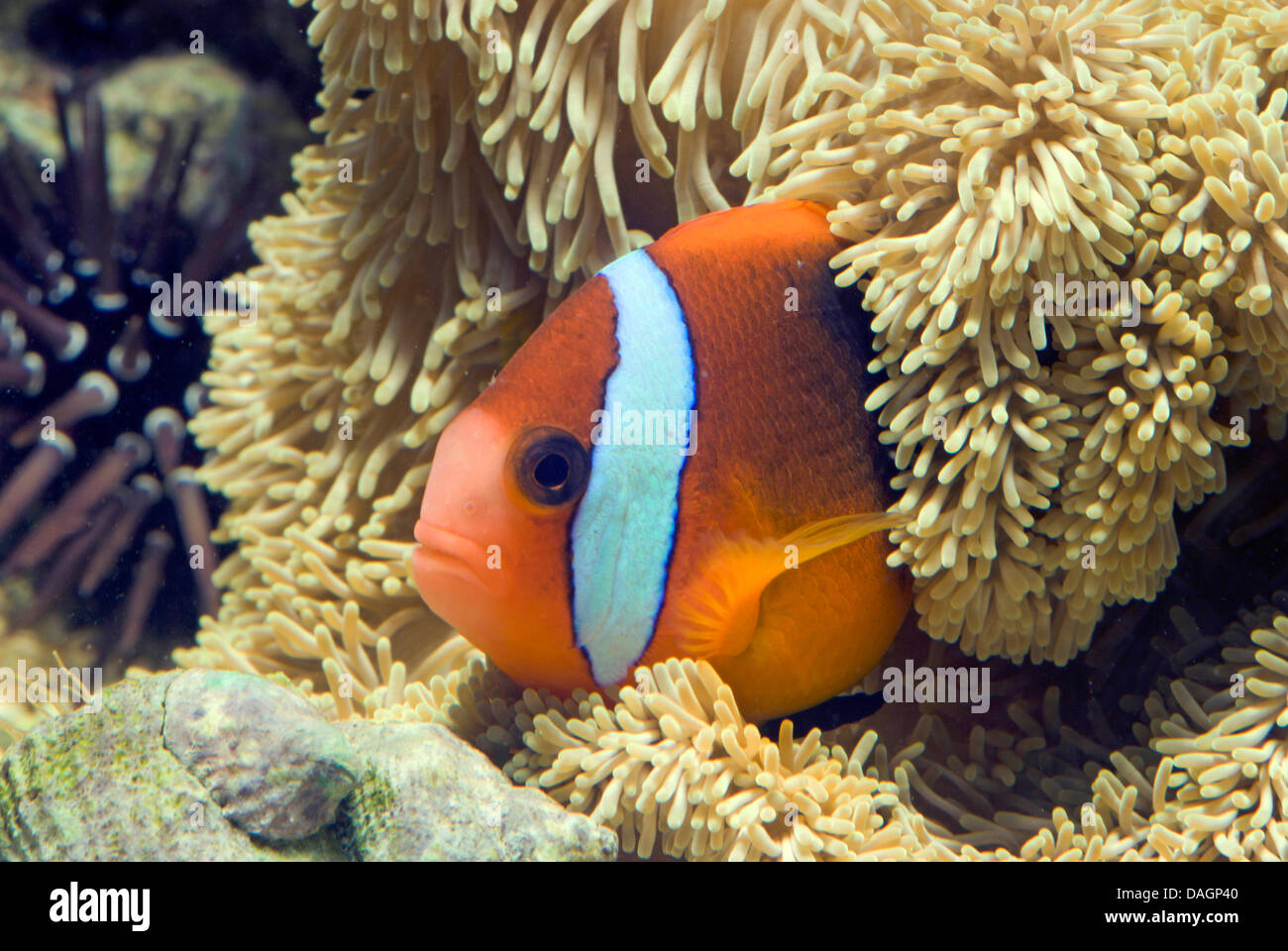 black anemonefish, dusky anemonefish, fire clownfish (Amphiprion melanopus), amongst the tentacles of a sea anemone Stock Photo