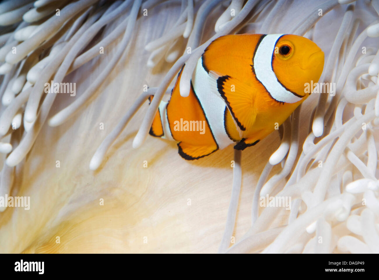 false clown anemonefish, clown anemonefish (Amphiprion ocellaris), amongst the tentacles of Heteractis crispa Stock Photo